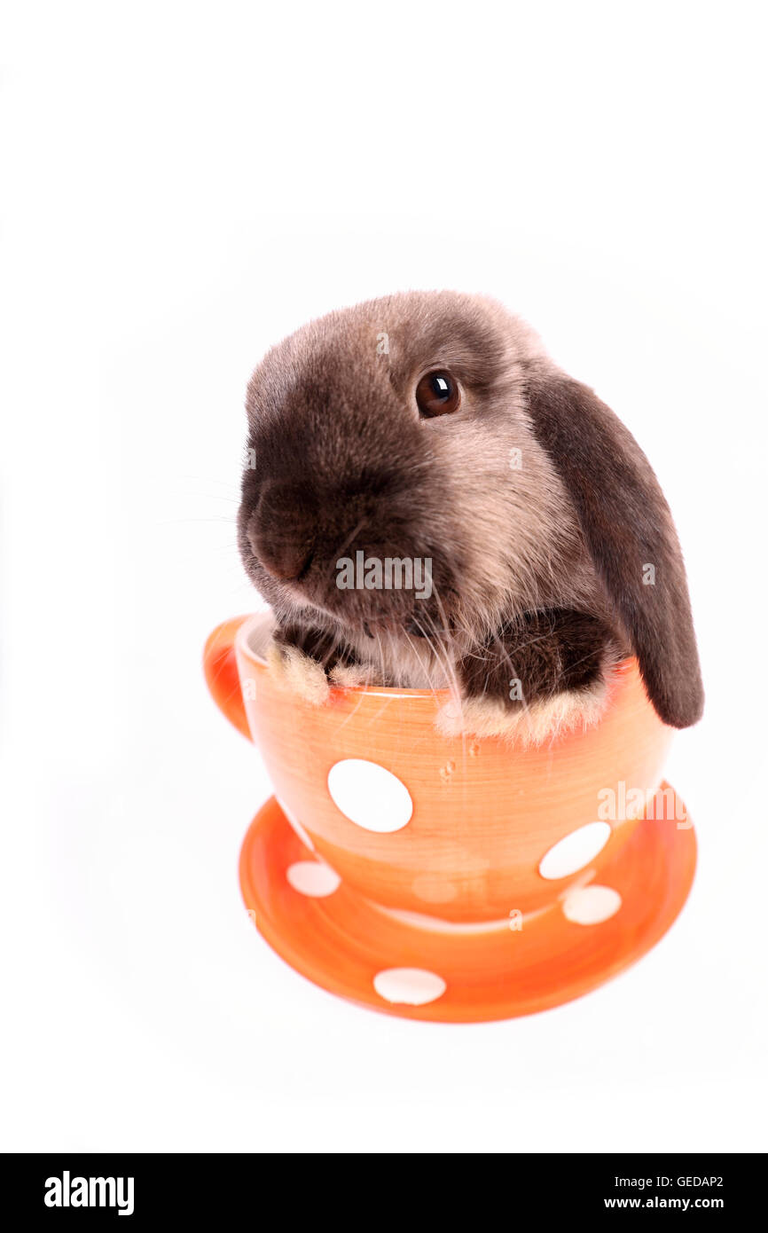 Lop-eared lapin nain big red cup avec pois blancs. Studio photo sur un fond blanc. Banque D'Images