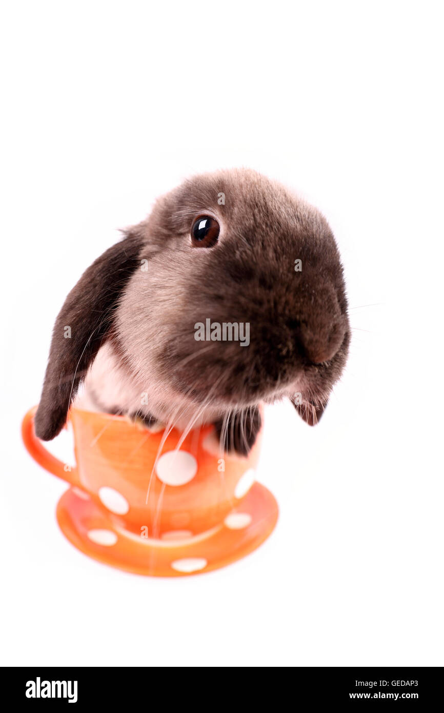 Lop-eared lapin nain big red cup avec pois blancs. Studio photo sur un fond blanc. Banque D'Images