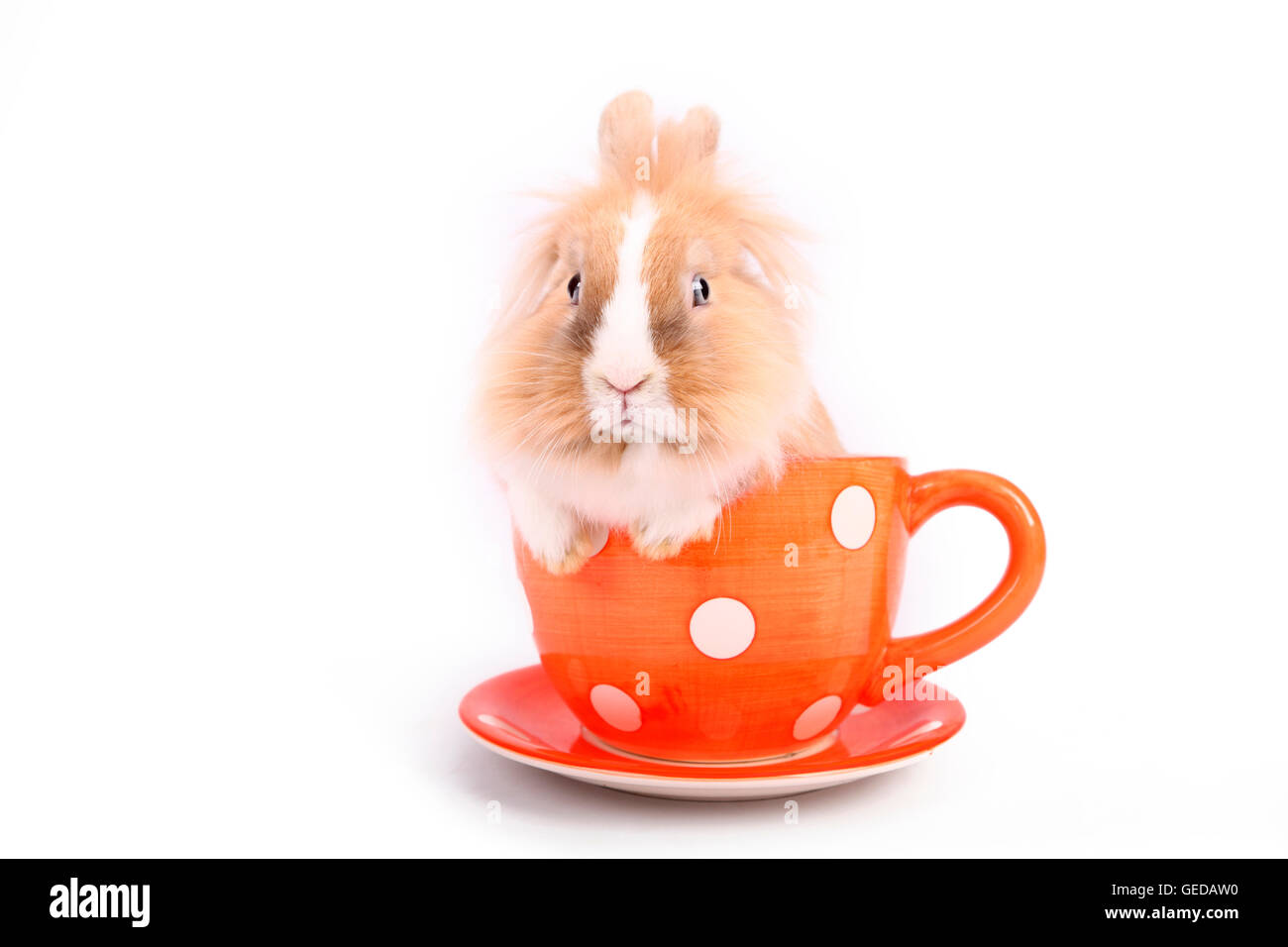 Lapin nain à tête de lion dans une grande tasse rouge à pois blancs. Studio photo sur un fond blanc. Allemagne Banque D'Images