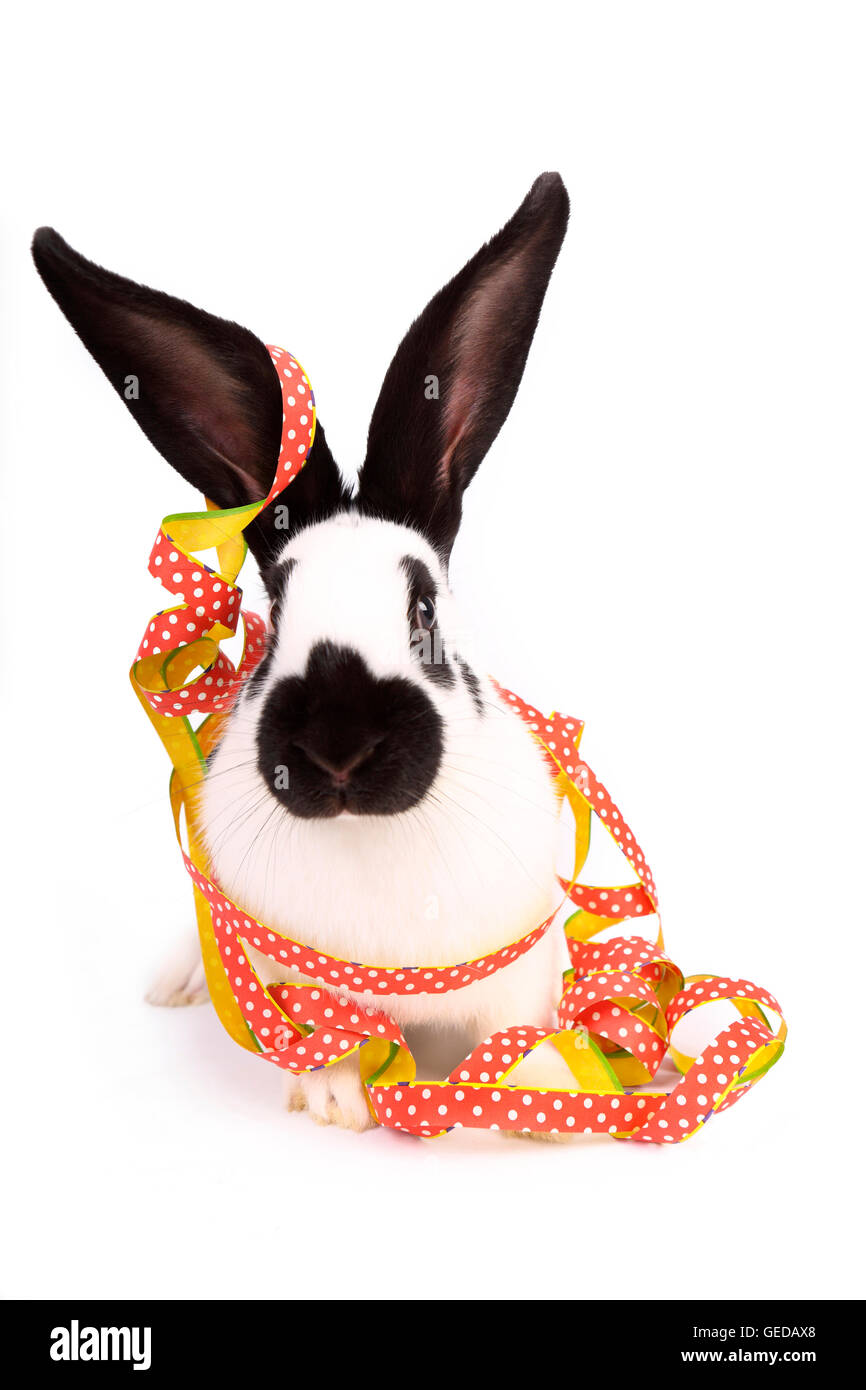 Lapin géant allemand avec des banderoles de papier. Studio photo sur un fond blanc. Allemagne Banque D'Images