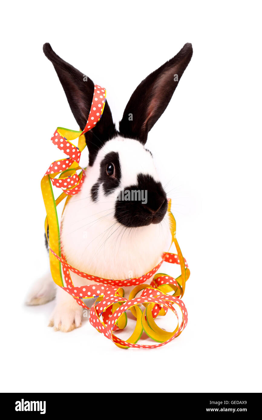 Lapin géant allemand avec des banderoles de papier. Studio photo sur un fond blanc. Allemagne Banque D'Images