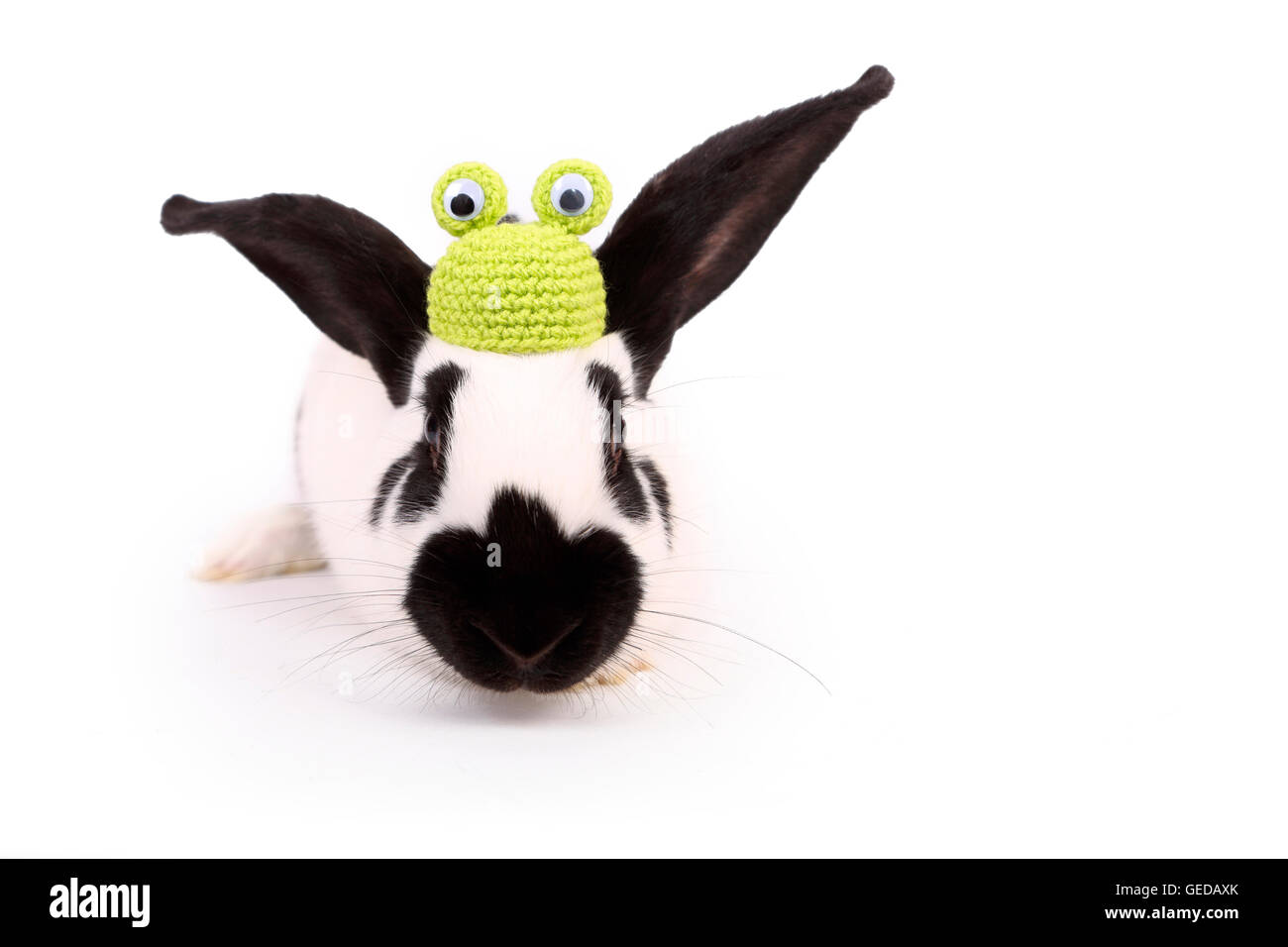 Lapin géant allemand vu de face, portant un chapeau de grenouille en bonneterie. Studio photo sur un fond blanc. Allemagne, Deutscher Riese / géant allemand Banque D'Images