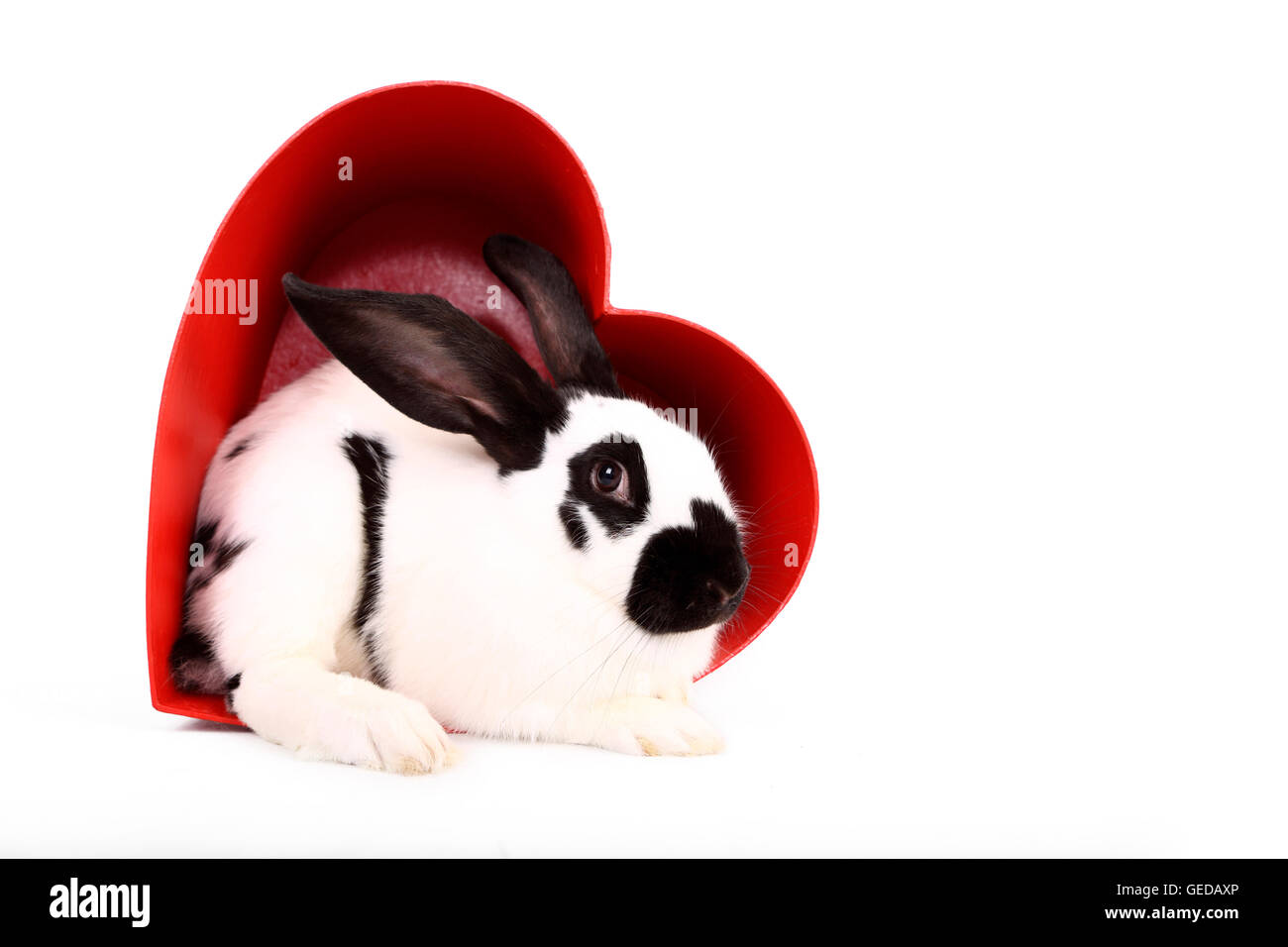 Lapin géant allemand dans un cœur rouge en carton. Studio photo sur un fond blanc. Allemagne Banque D'Images