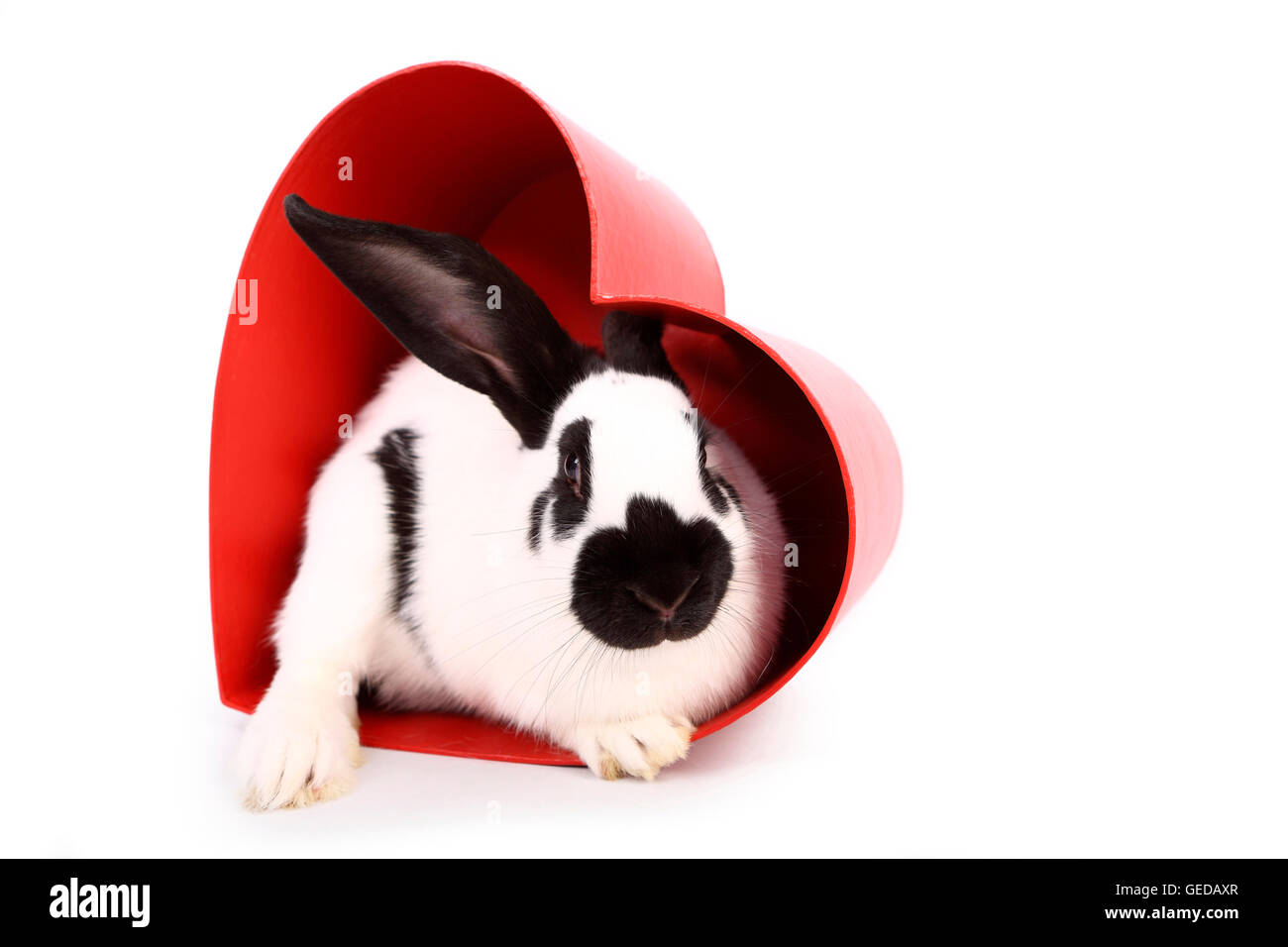 Lapin géant allemand dans un cœur rouge en carton. Studio photo sur un fond blanc. Allemagne Banque D'Images