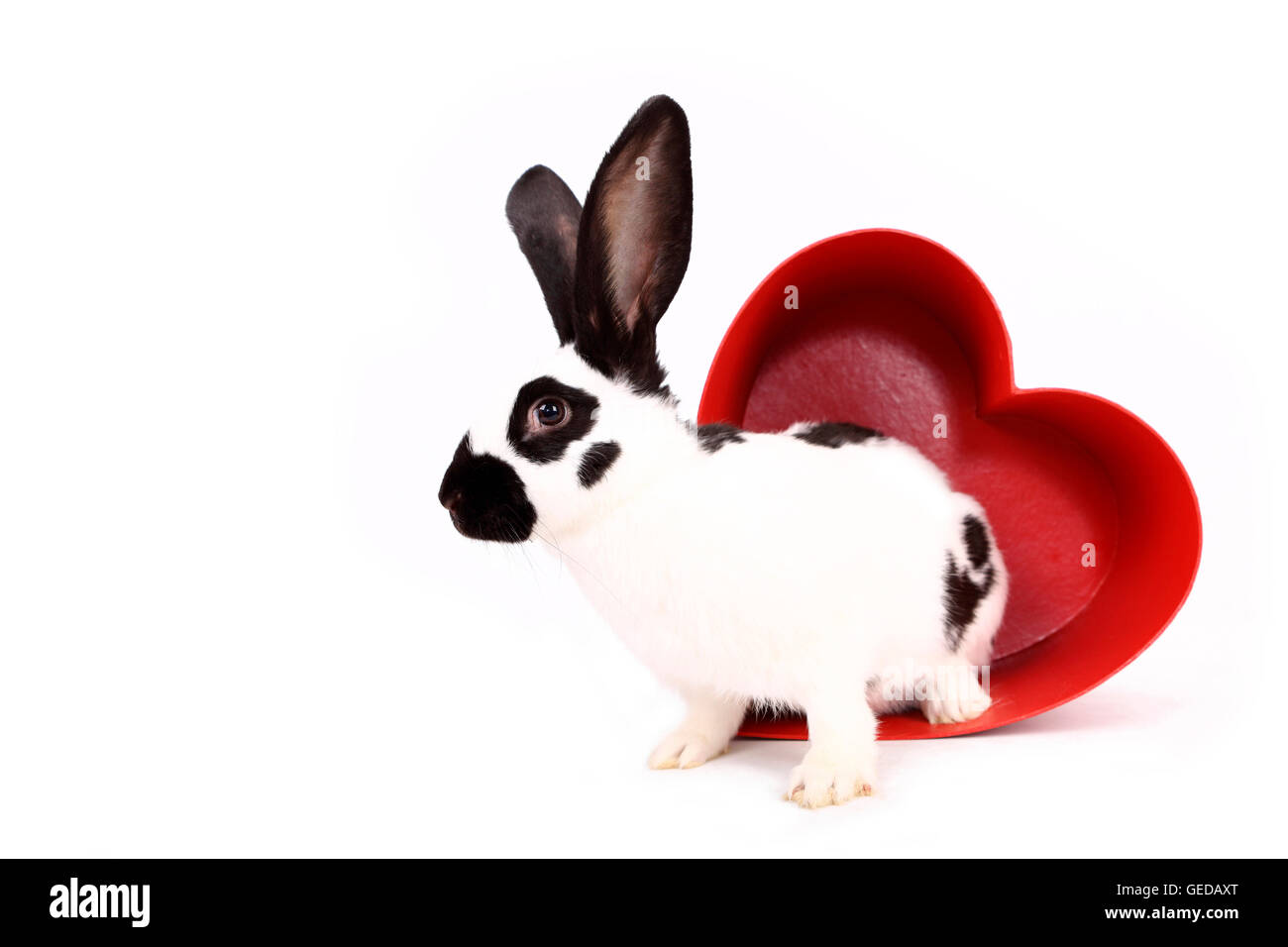 Lapin géant allemand dans un cœur rouge en carton. Studio photo sur un fond blanc. Allemagne Banque D'Images