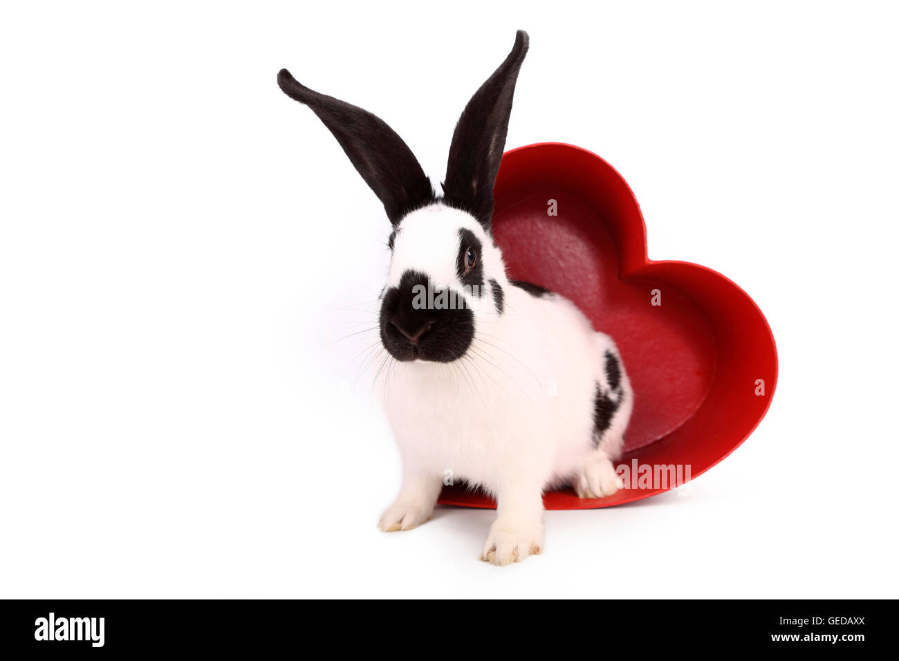 Lapin géant allemand dans un cœur rouge en carton. Studio photo sur un fond blanc. Allemagne Banque D'Images