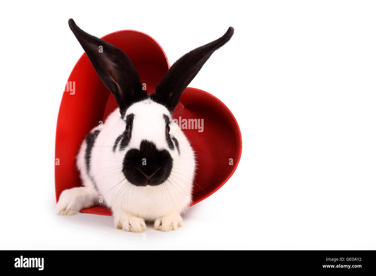 Lapin géant allemand dans un cœur rouge en carton. Studio photo sur un fond blanc. Allemagne Banque D'Images