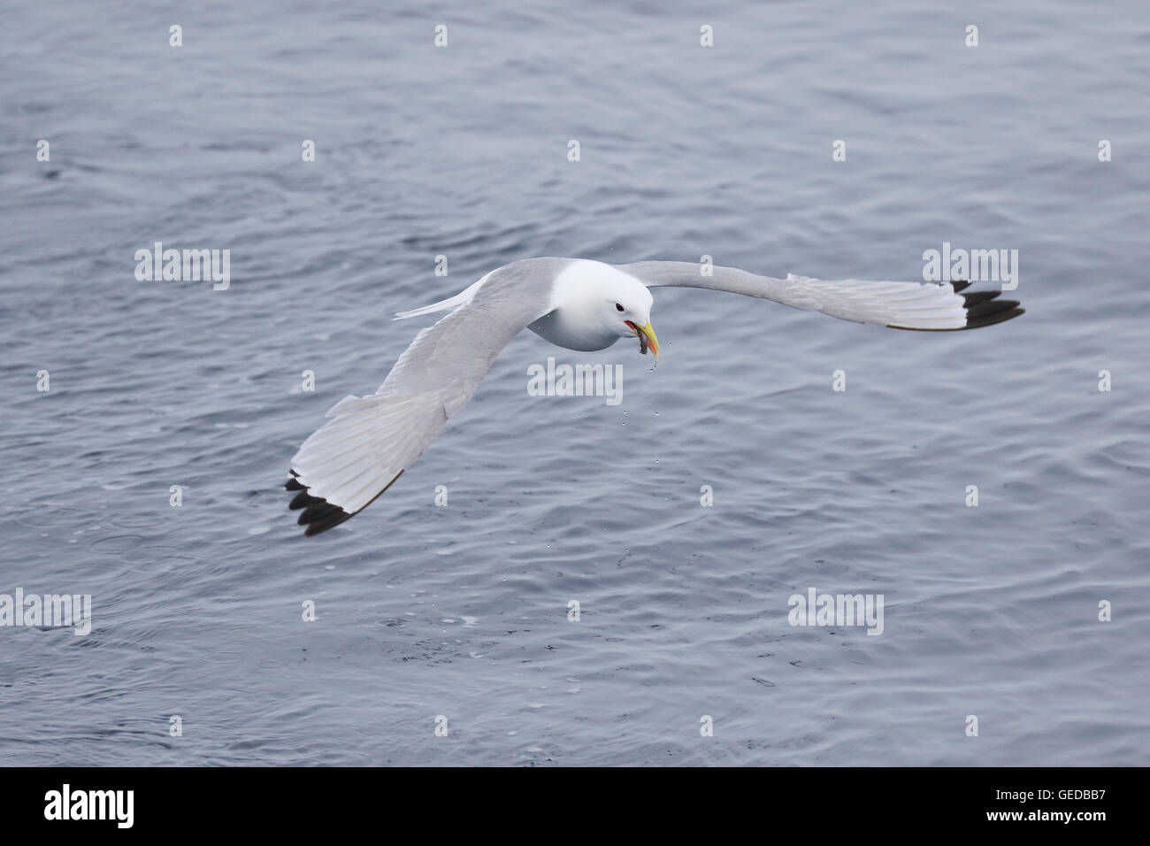 Mouette tridactyle Black adultes en vol avec une morue polaire dans son bec Banque D'Images