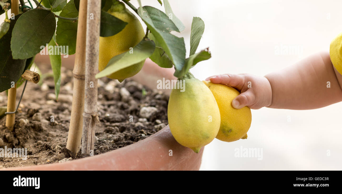 Mignon bébé de toucher certains citrons, découvrir la nature Banque D'Images