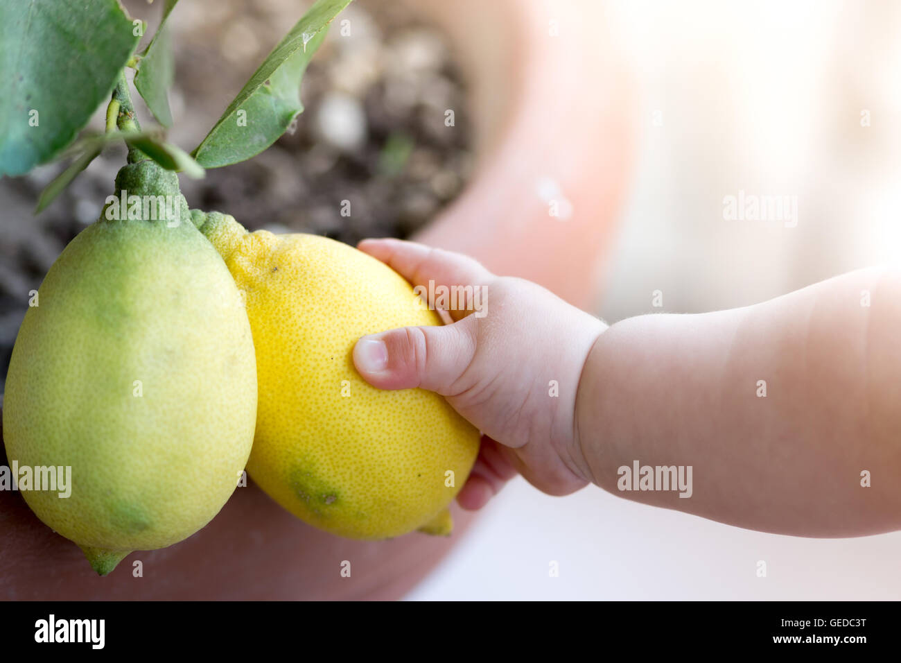 Mignon bébé de toucher certains citrons, découvrir la nature Banque D'Images
