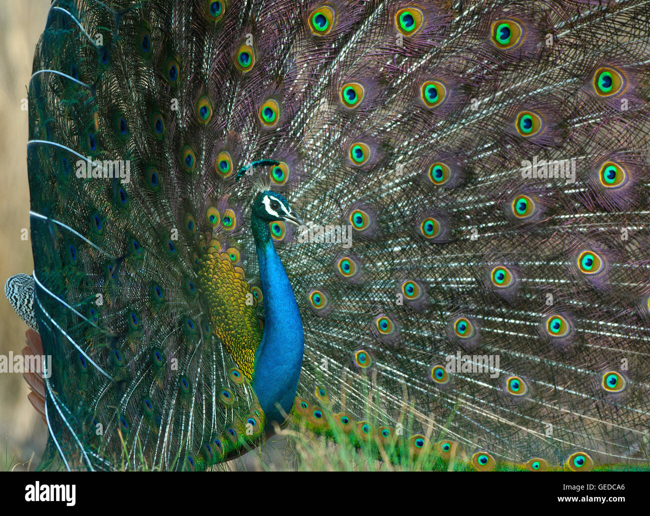 L'image de paons Indiens ( Pavo cristatus ) a été prise dans le parc national de Bandavgarh, Inde Banque D'Images
