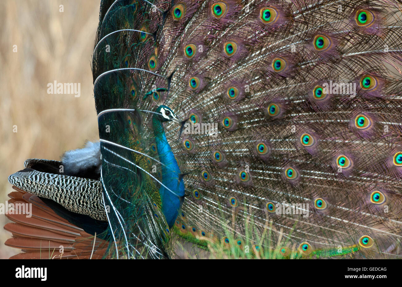 L'image de paons Indiens ( Pavo cristatus ) a été prise dans le parc national de Bandavgarh, Inde Banque D'Images