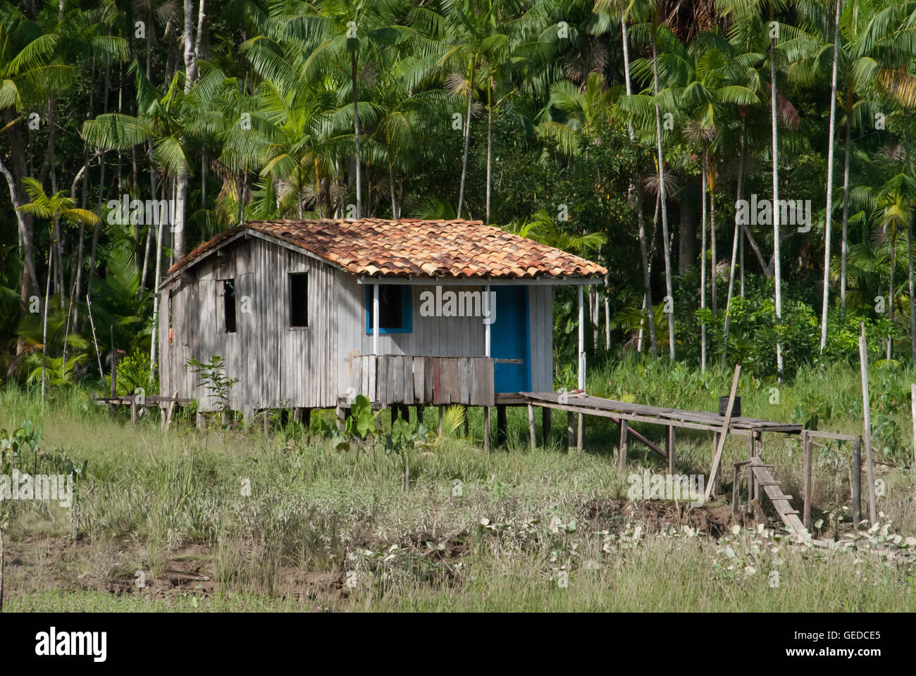 Une habitation surélevée en bois traditionnel sur les bords de la rivière  Guama près de Belem, Para, Brésil, avec l'açaï palms dans le backgroun  Photo Stock - Alamy