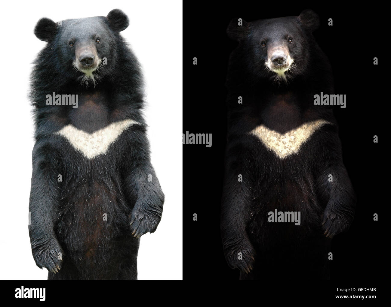 Ours noir d'Asie en arrière-plan noir et blanc sur l'ours noir d'Asie Banque D'Images