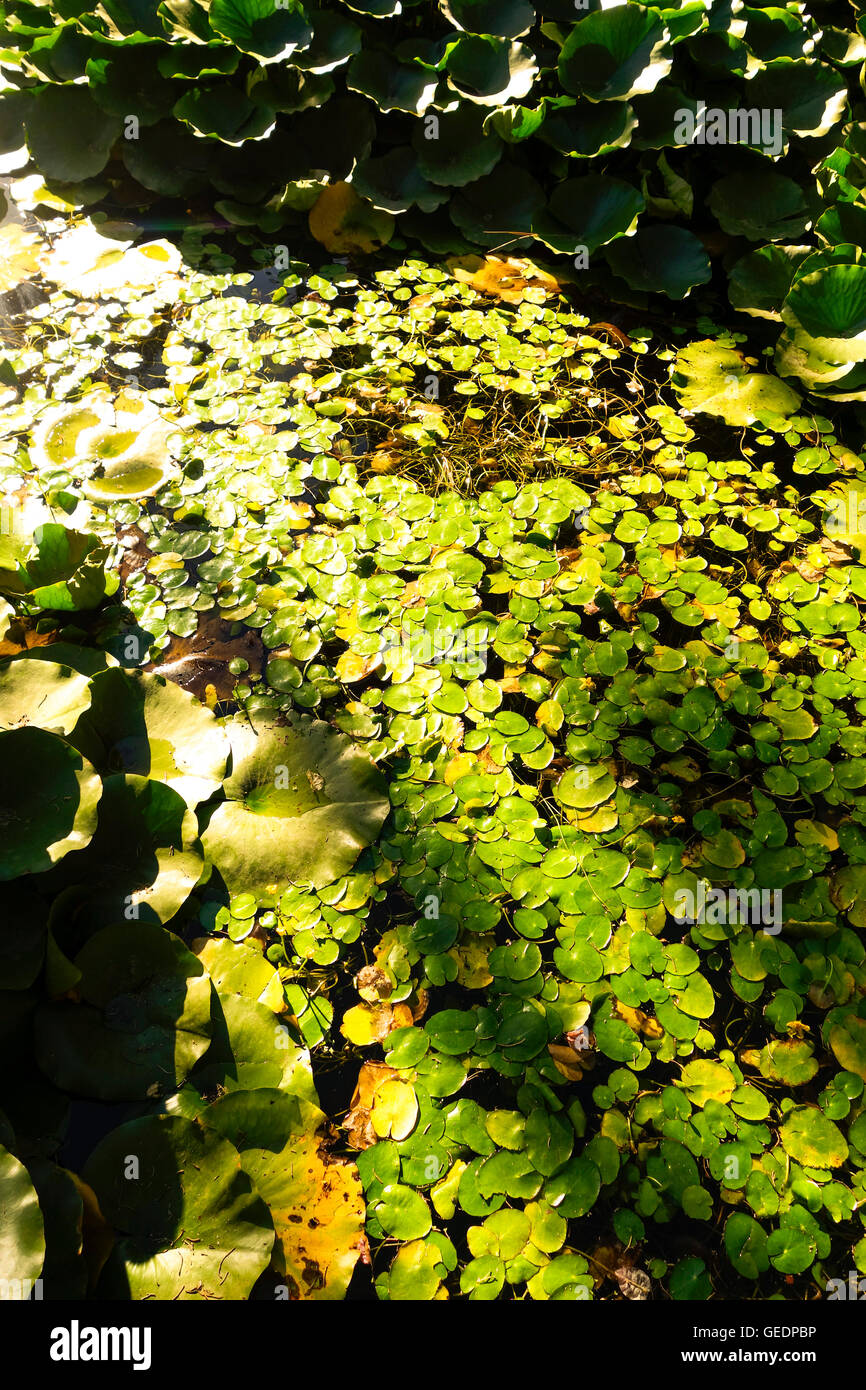 Les plantes aquatiques, l'hydrocharis grenouillère, en étang dans lumière du soir. L'Espagne. Banque D'Images