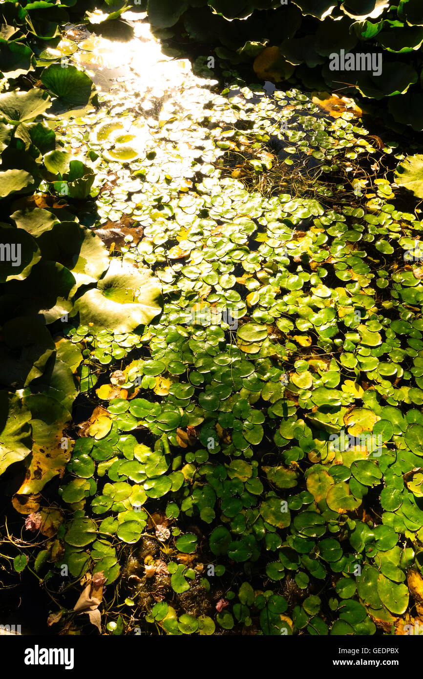 Les plantes aquatiques, l'hydrocharis grenouillère, en étang dans lumière du soir. L'Espagne. Banque D'Images