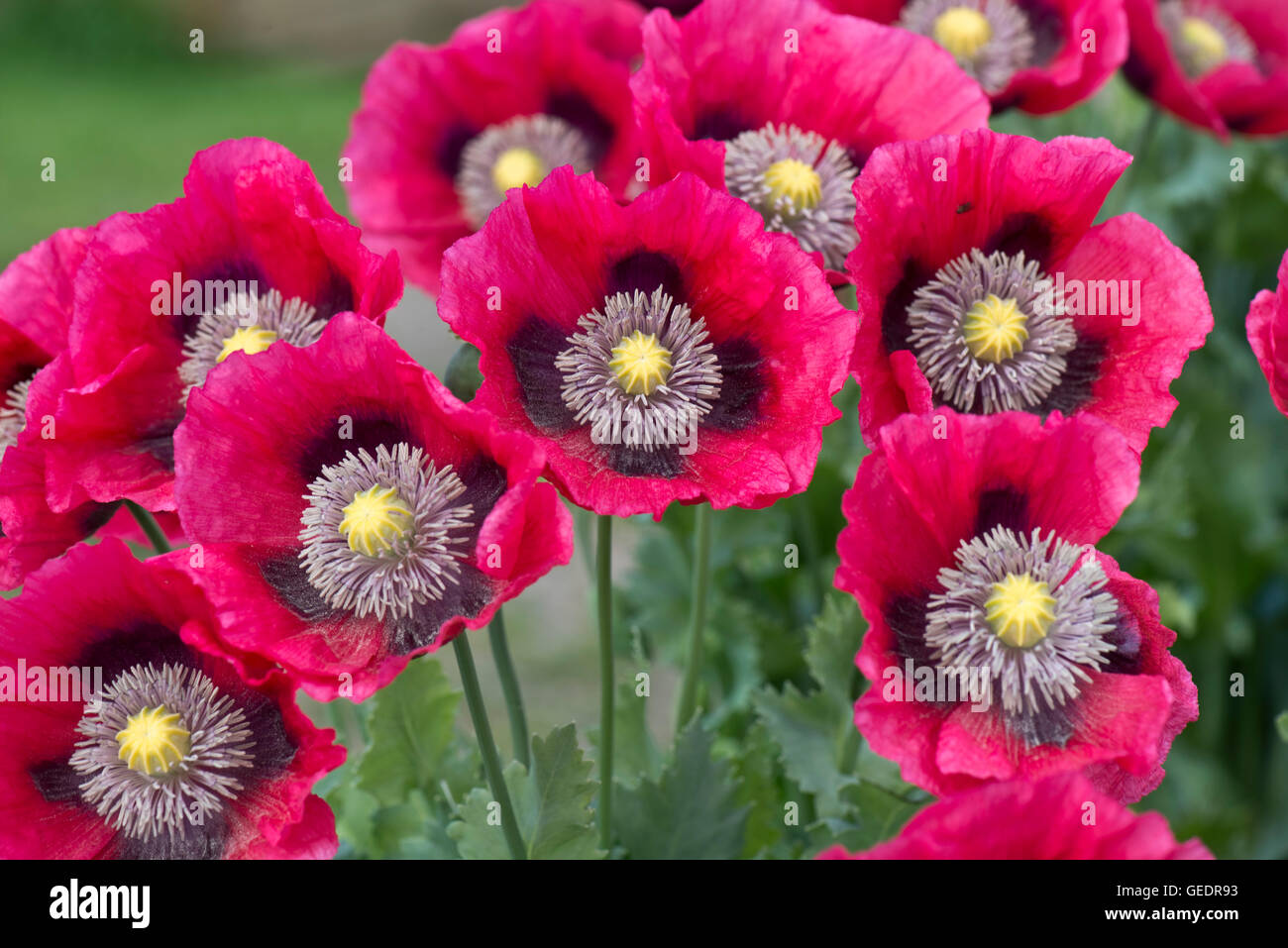 Rose magenta vif pavot, Papaver somniferum, cultivée comme un jardin, annuel, juin Berkshire Banque D'Images