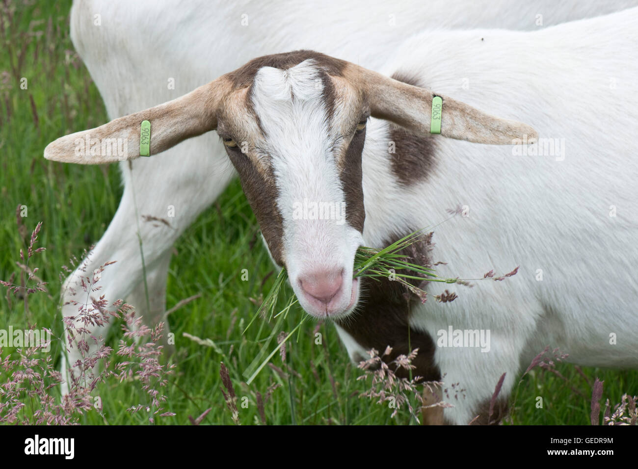 Type de pâturage des chèvres Boer bonne floraison Yorkshire herbe brouillard, Holcus lanatus, juin Banque D'Images