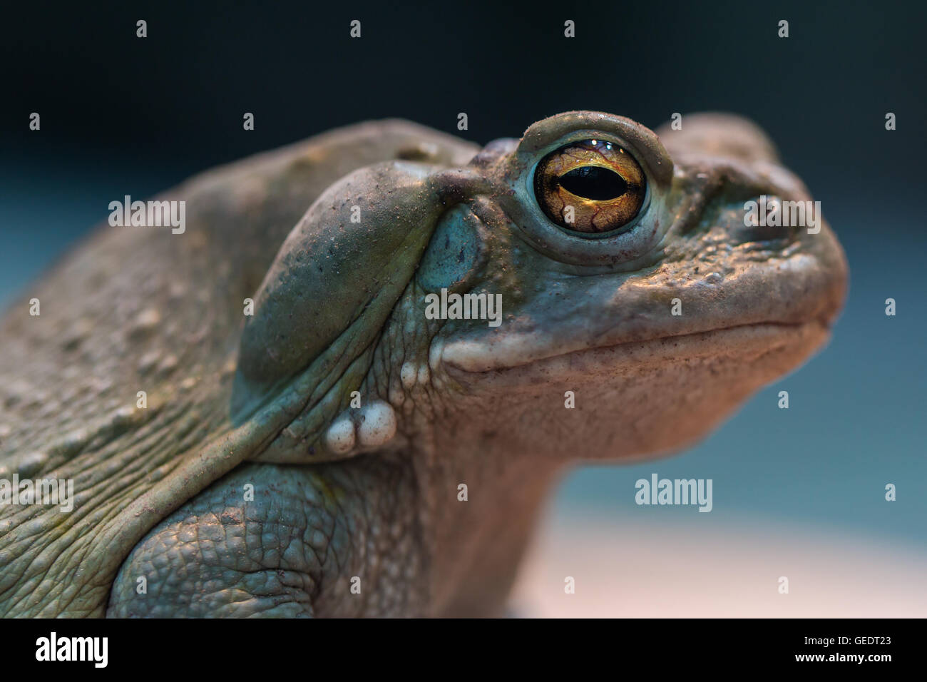 Portrait de Colorado river toad Banque D'Images