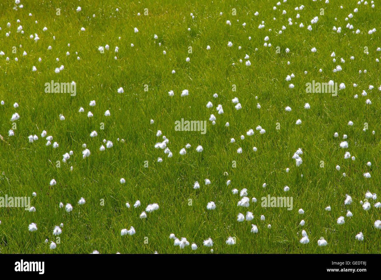 Les linaigrettes (Eriophorum naturelles en fleurs) au sein de l'herbe verte Banque D'Images