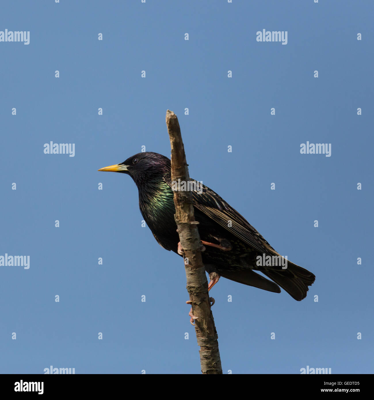 Etourneau sansonnet (sturnus vulgaris) assis sur Branch dans le ciel bleu Banque D'Images
