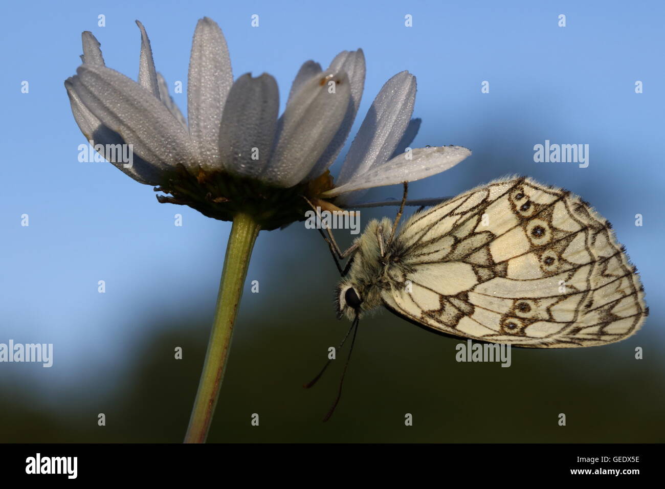 Papillon blanc marbré mâle Banque D'Images