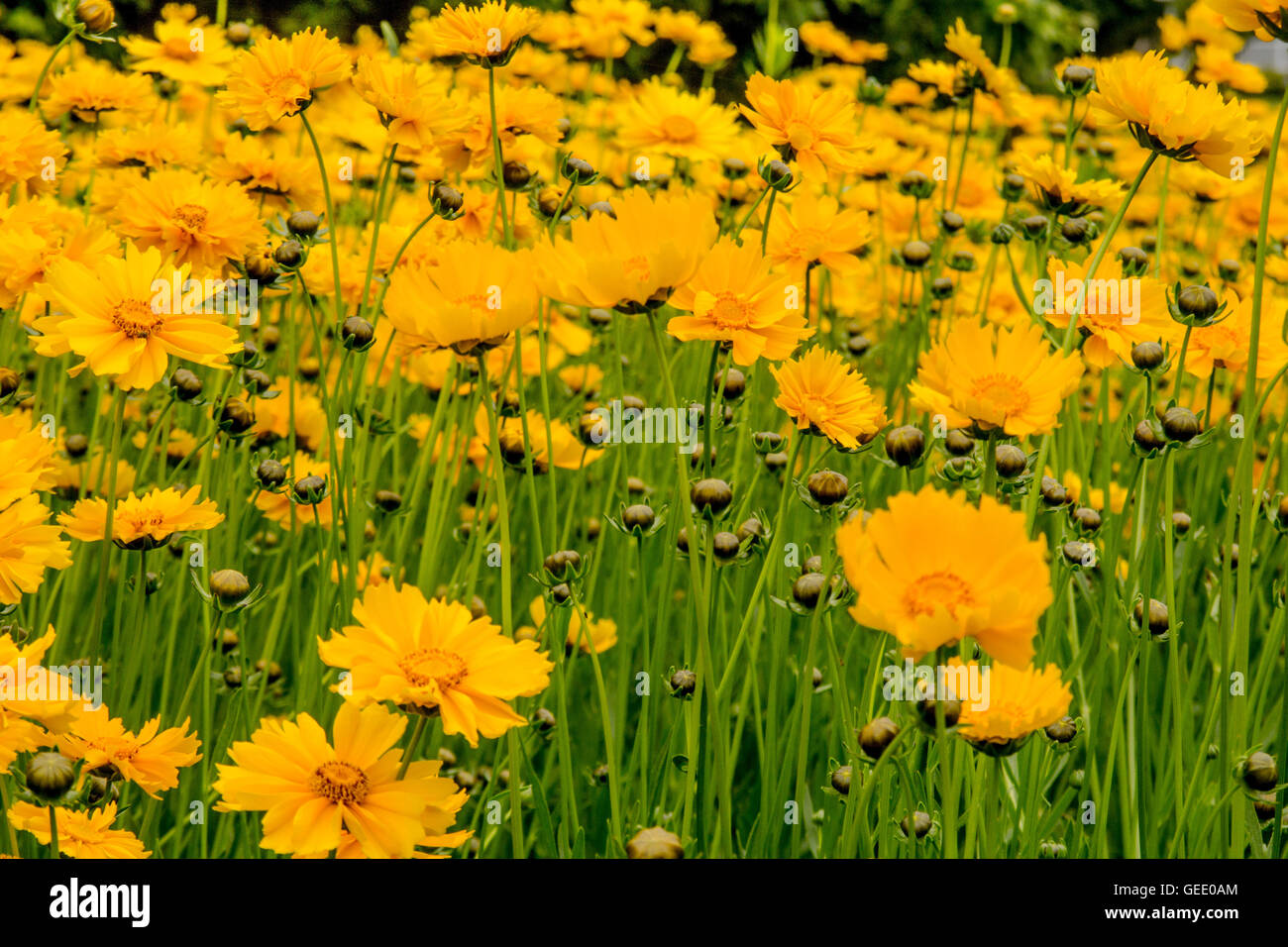 Fleurs jaunes Banque D'Images