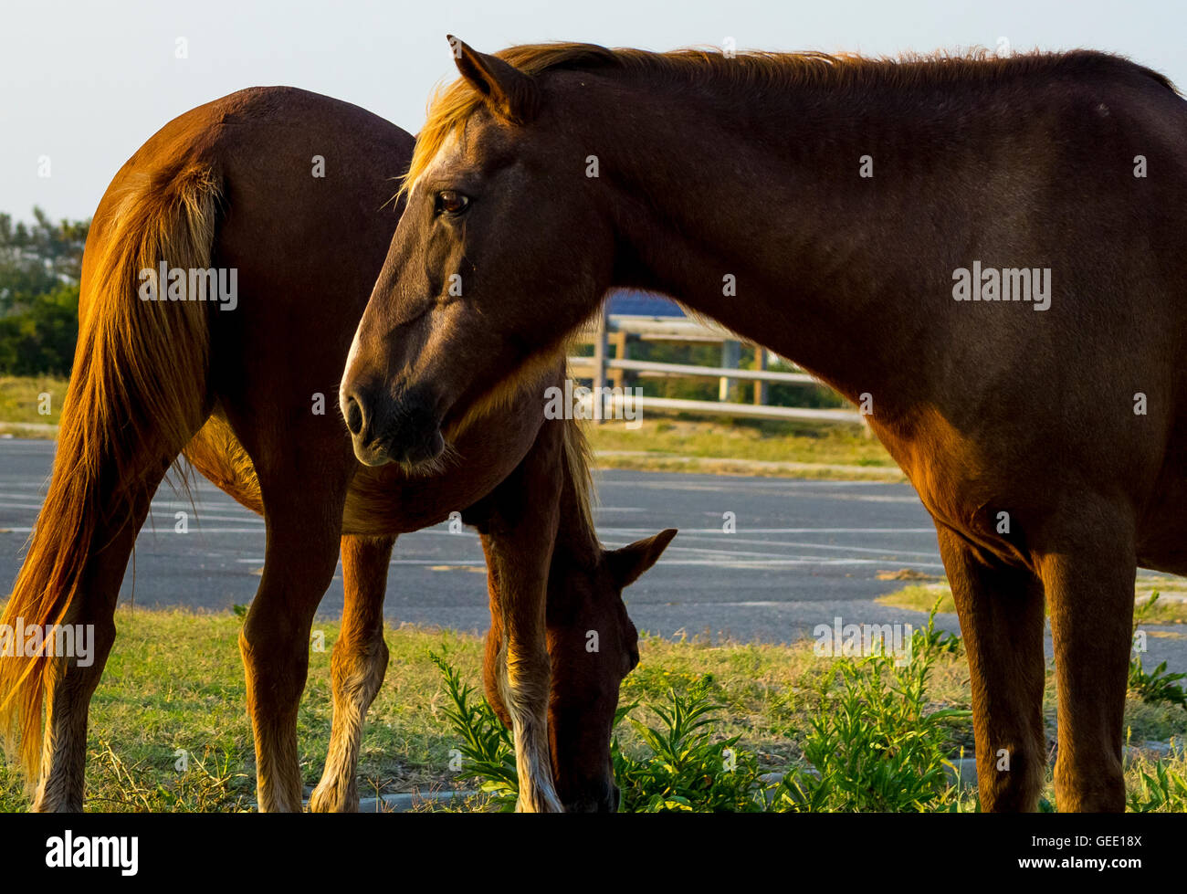 Les chevaux sauvages de Assateague Island Banque D'Images