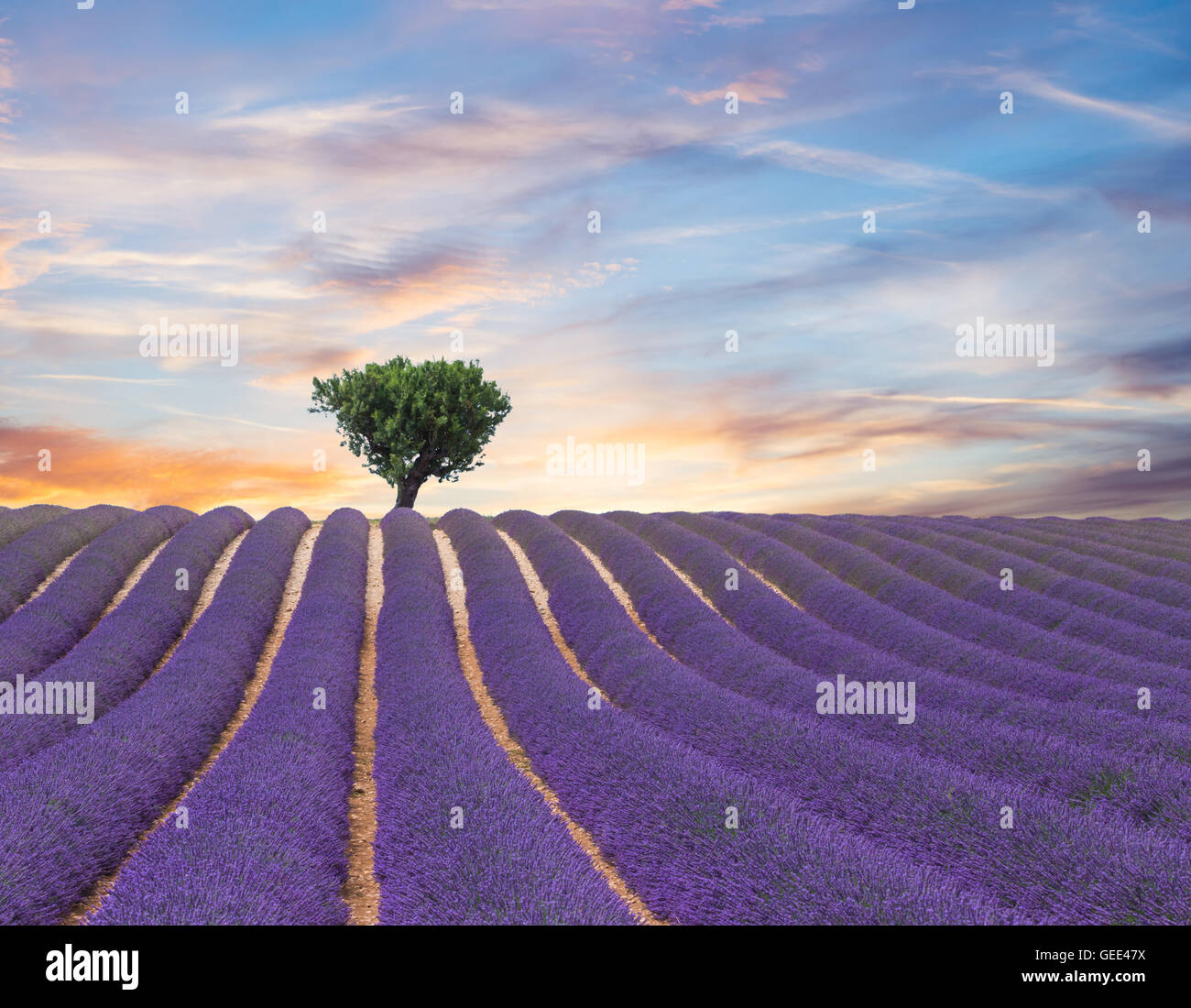 Beau paysage de champ de lavande en fleurs dans le coucher du soleil, lonely tree en amont sur l'horizon. Provence, France, Europe. Banque D'Images