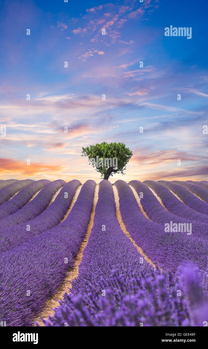 Beau paysage de champ de lavande en fleurs dans le coucher du soleil, lonely tree en amont sur l'horizon. Provence, France, Europe. Banque D'Images