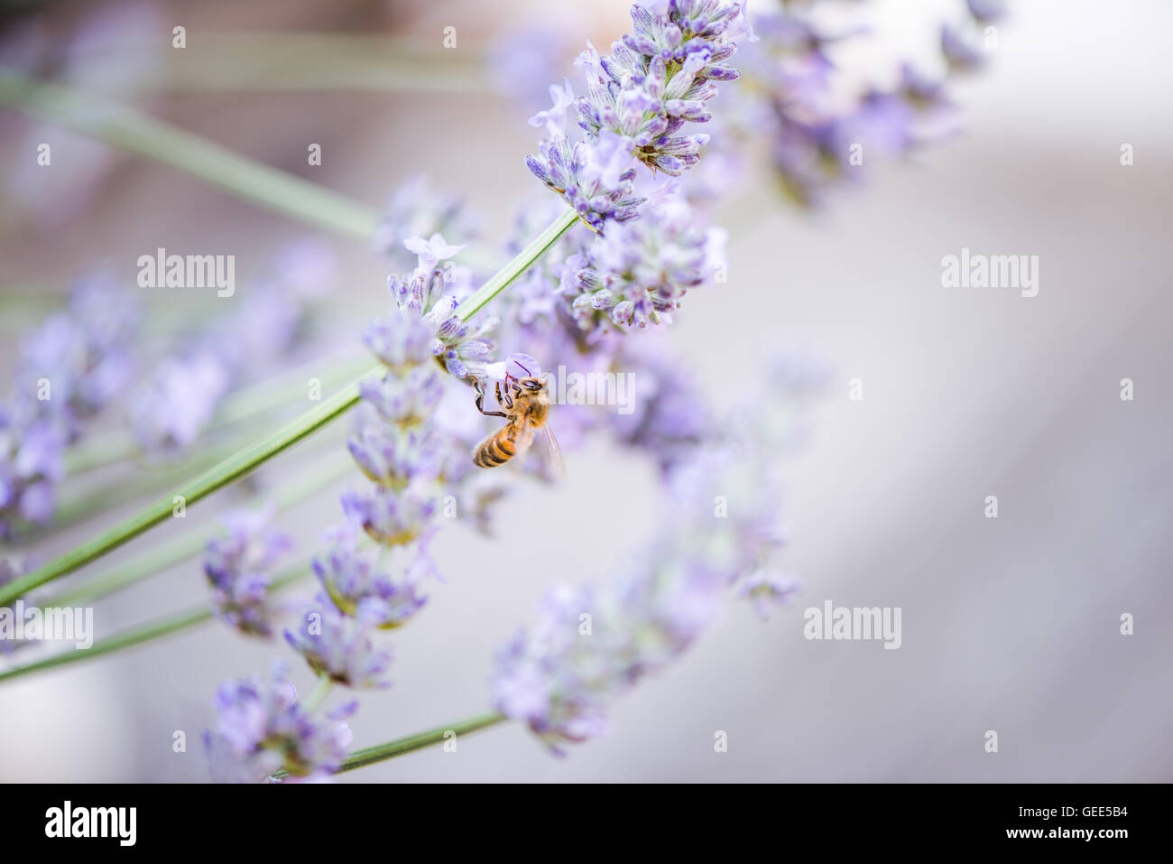 Abeille sur lavande en tenant le nectar et le pollen, vue en gros Banque D'Images