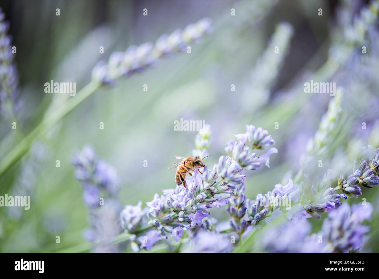 Abeille sur lavande en tenant le nectar et le pollen, vue en gros Banque D'Images
