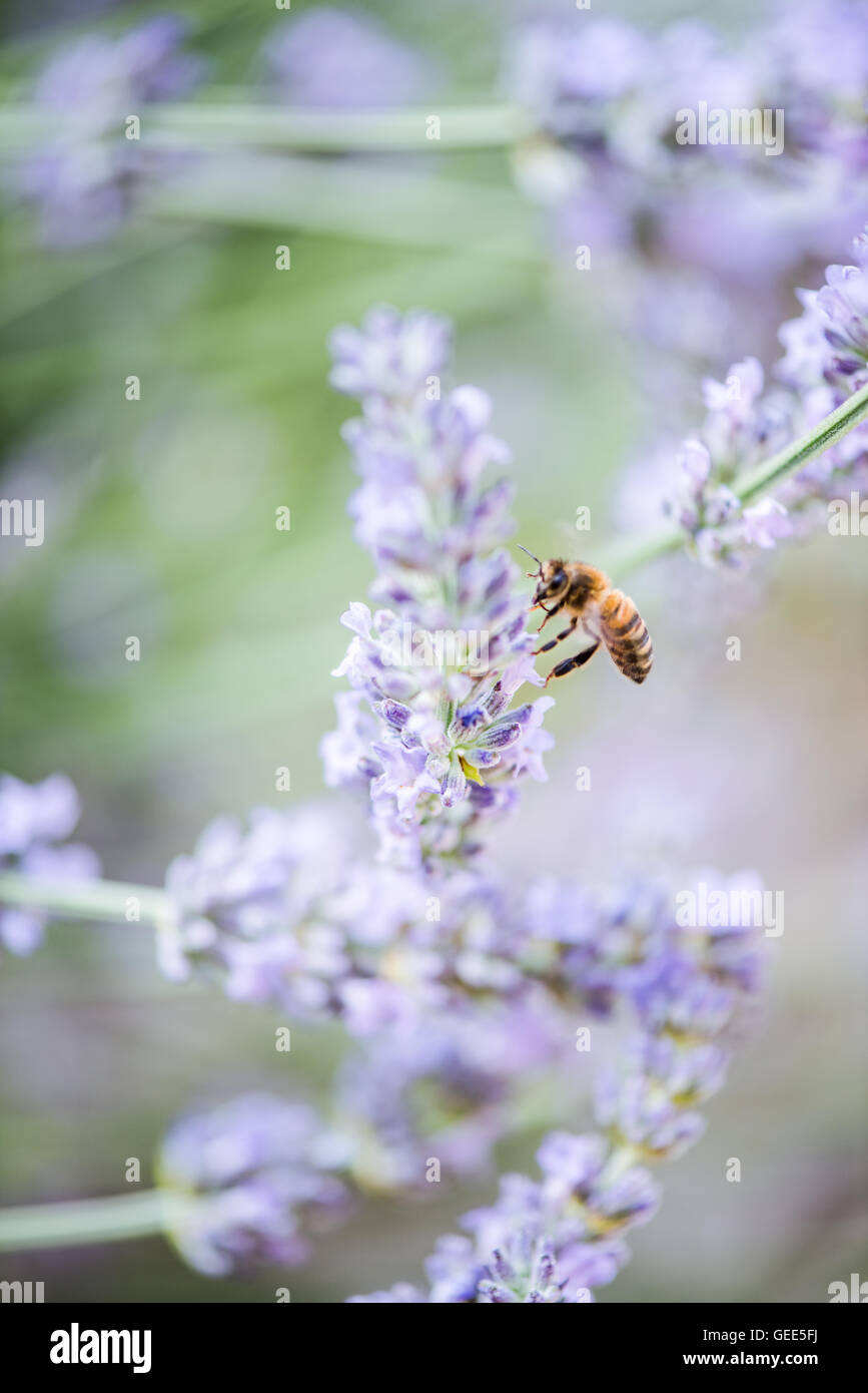 Abeille sur lavande en tenant le nectar et le pollen, vue en gros Banque D'Images