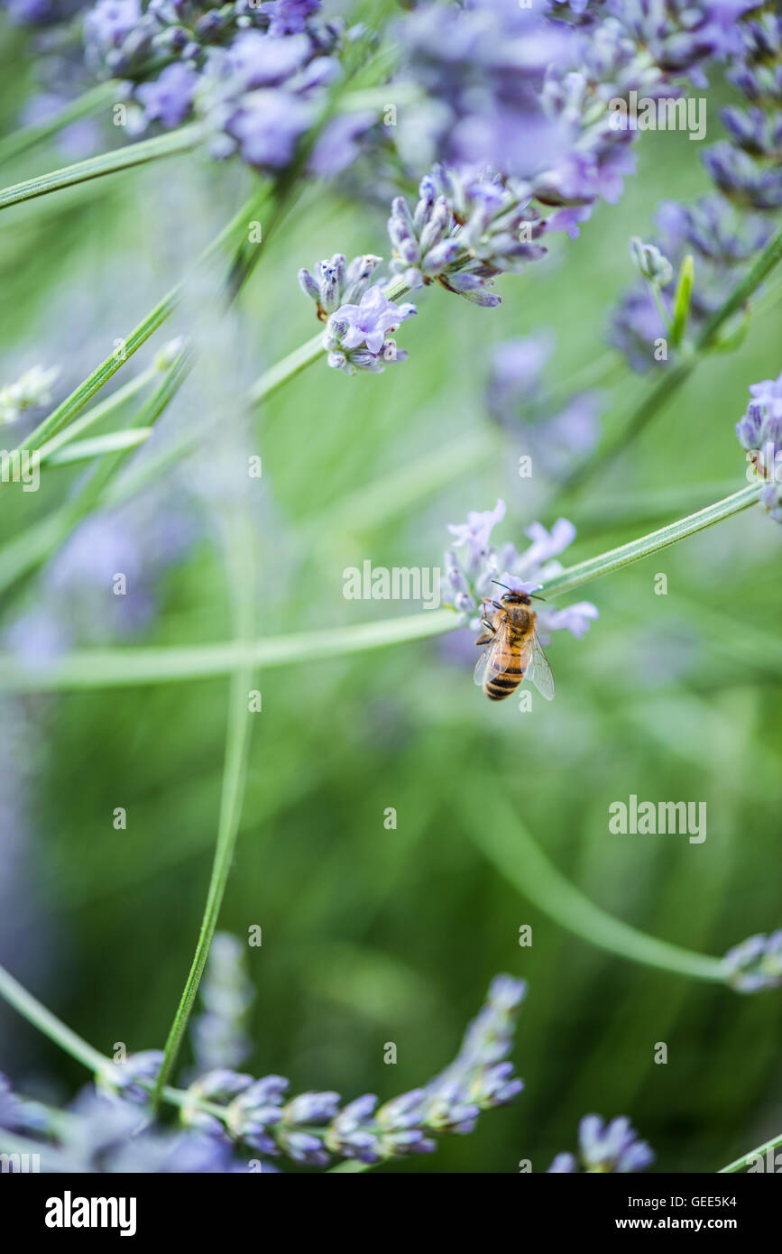 Abeille sur lavande en tenant le nectar et le pollen, vue en gros Banque D'Images