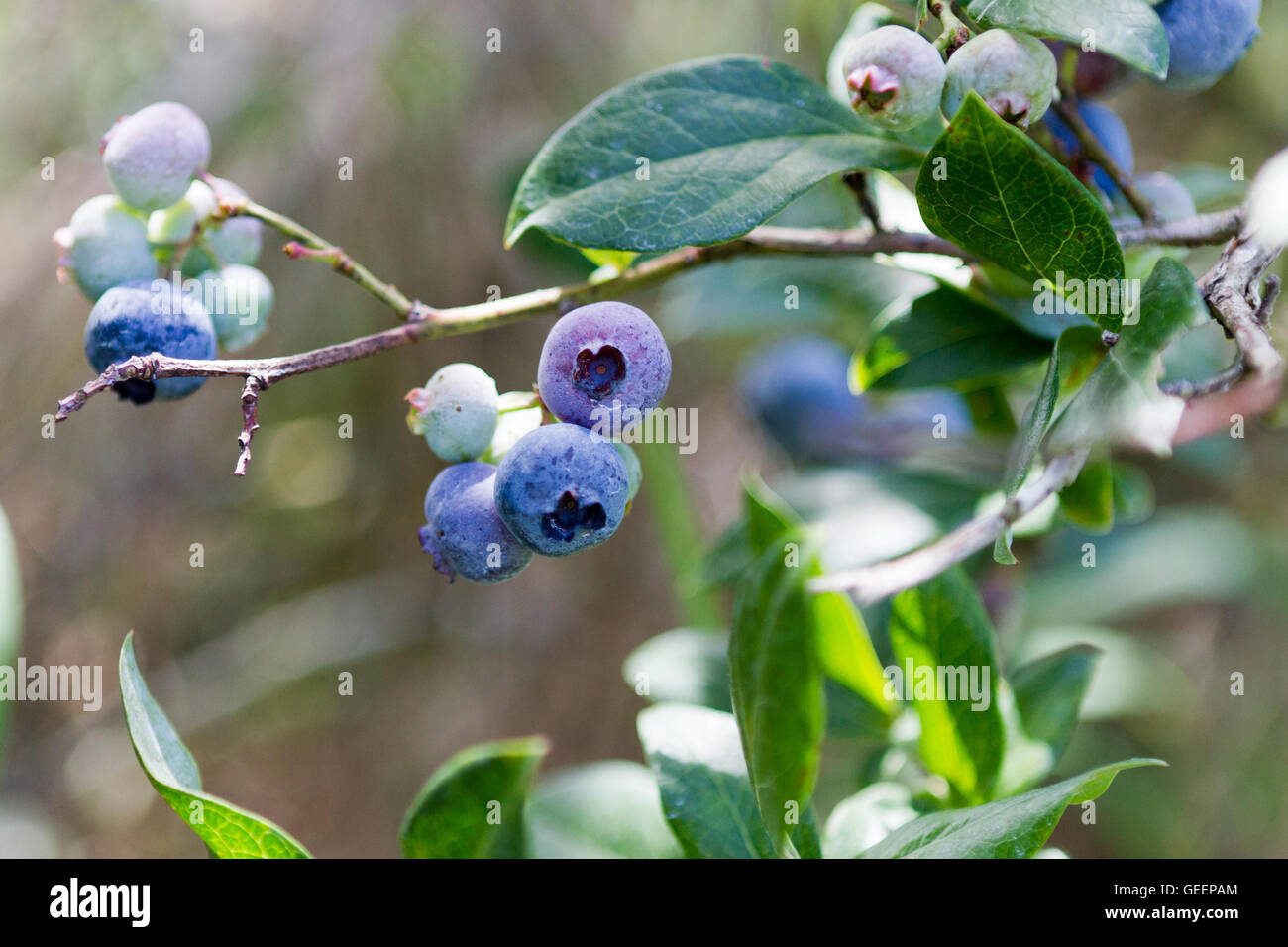 Les bleuets mûrissent sur la branche à Blueberry Farm Banque D'Images