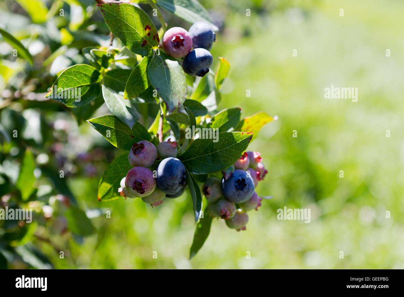 Les bleuets mûrissent sur la branche d'un buisson de myrtilles Banque D'Images