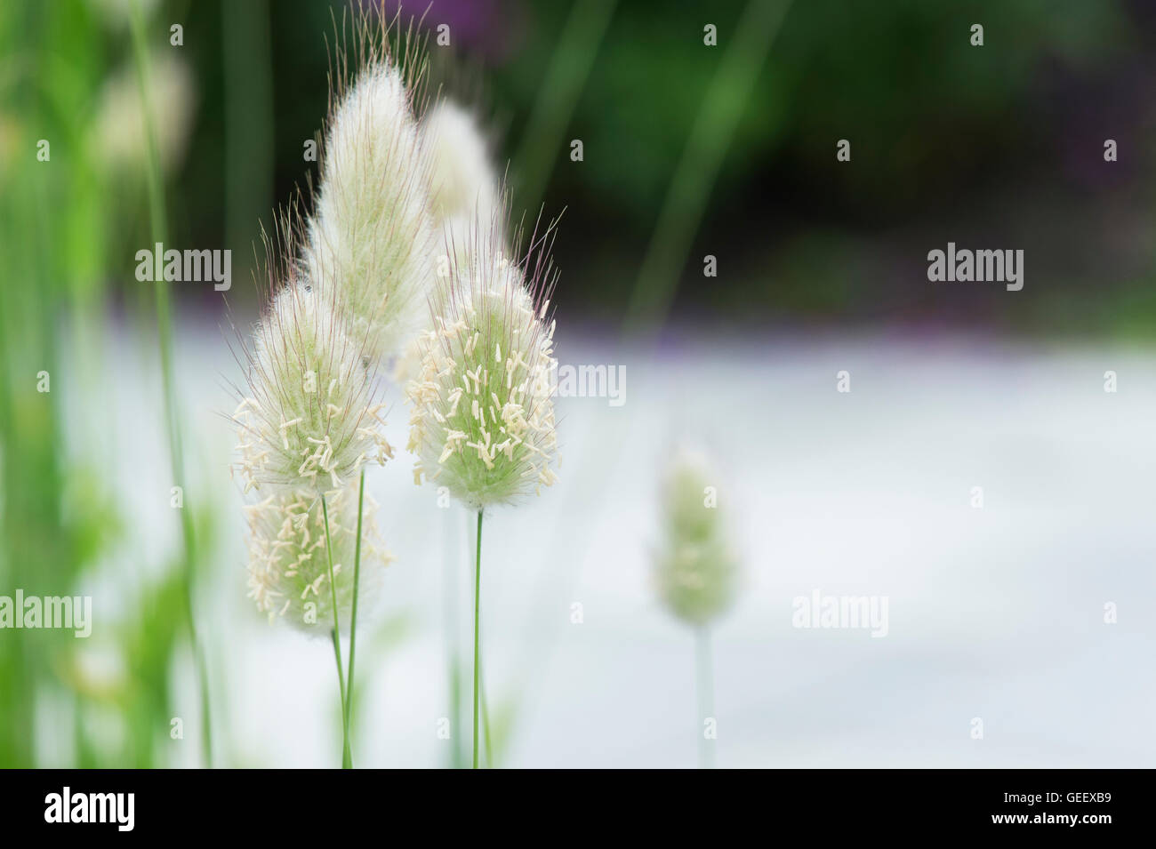 Lagurus ovatus. Hare's tail grass. UK Banque D'Images