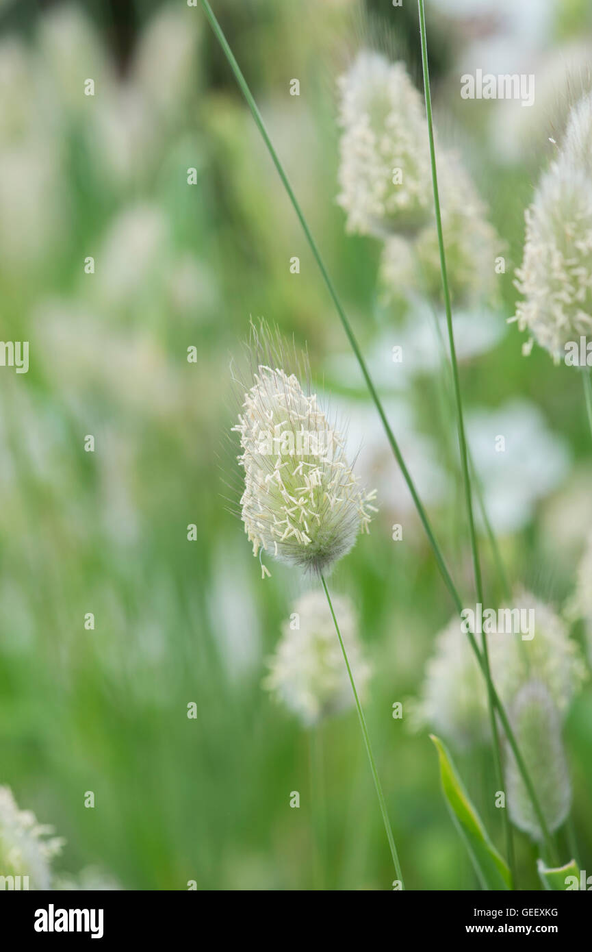 Lagurus ovatus. Hare's tail grass. UK Banque D'Images