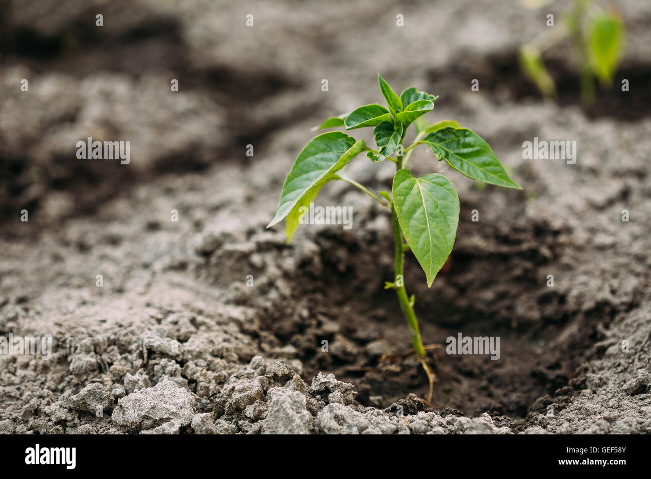 Voir portrait de la petite plante verte des semis printaniers de piment, poivre ou Capsicum Annuum planté en pleine terre un sol humide Banque D'Images