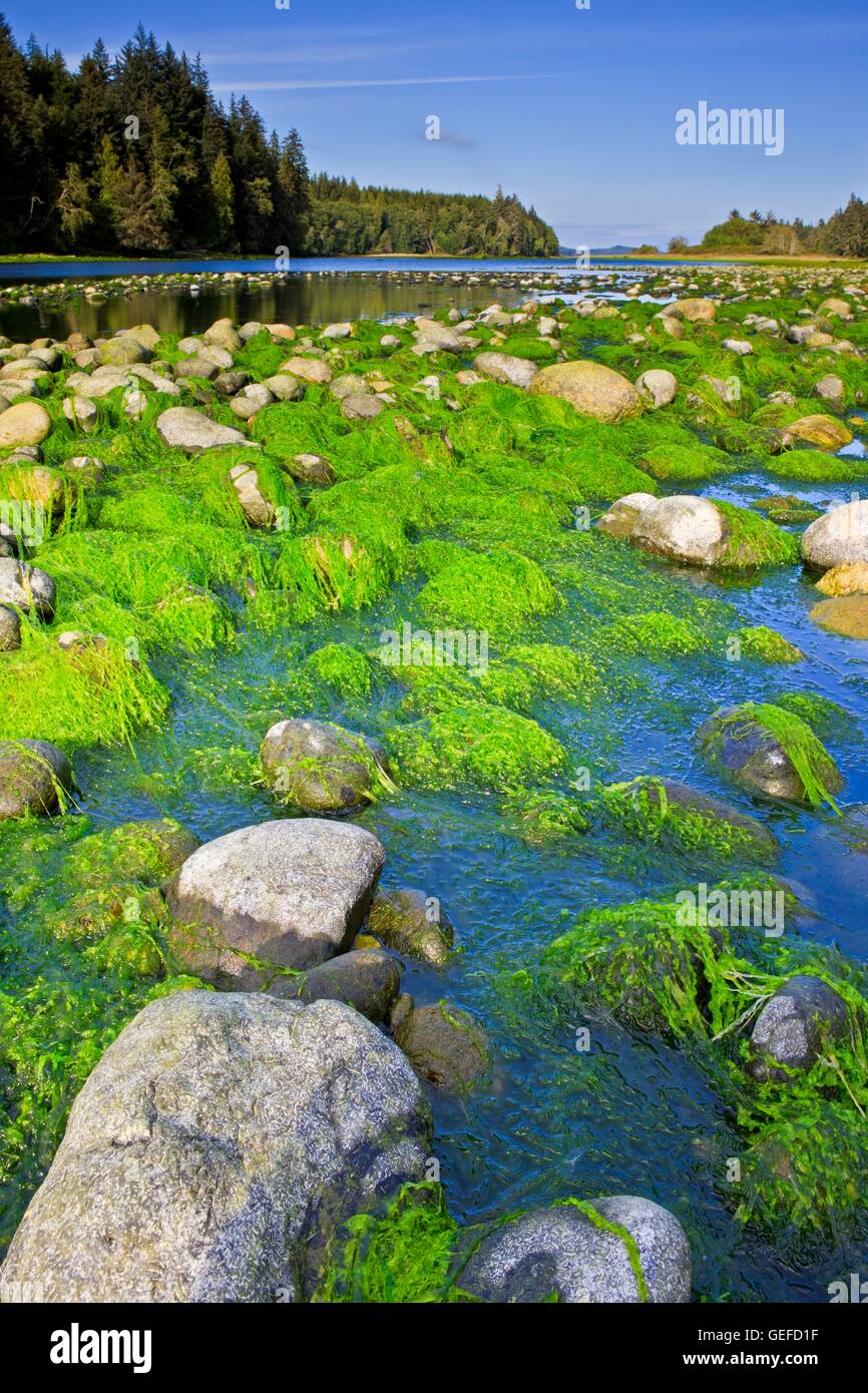 Géographie / Voyages, Canada, de la Colombie-Britannique, Port McNeill, le vert des algues sur les rochers à marée basse dans la rivière Nimpkish sur le nord de l'île de Vancouver, Colombie-Britannique, Banque D'Images