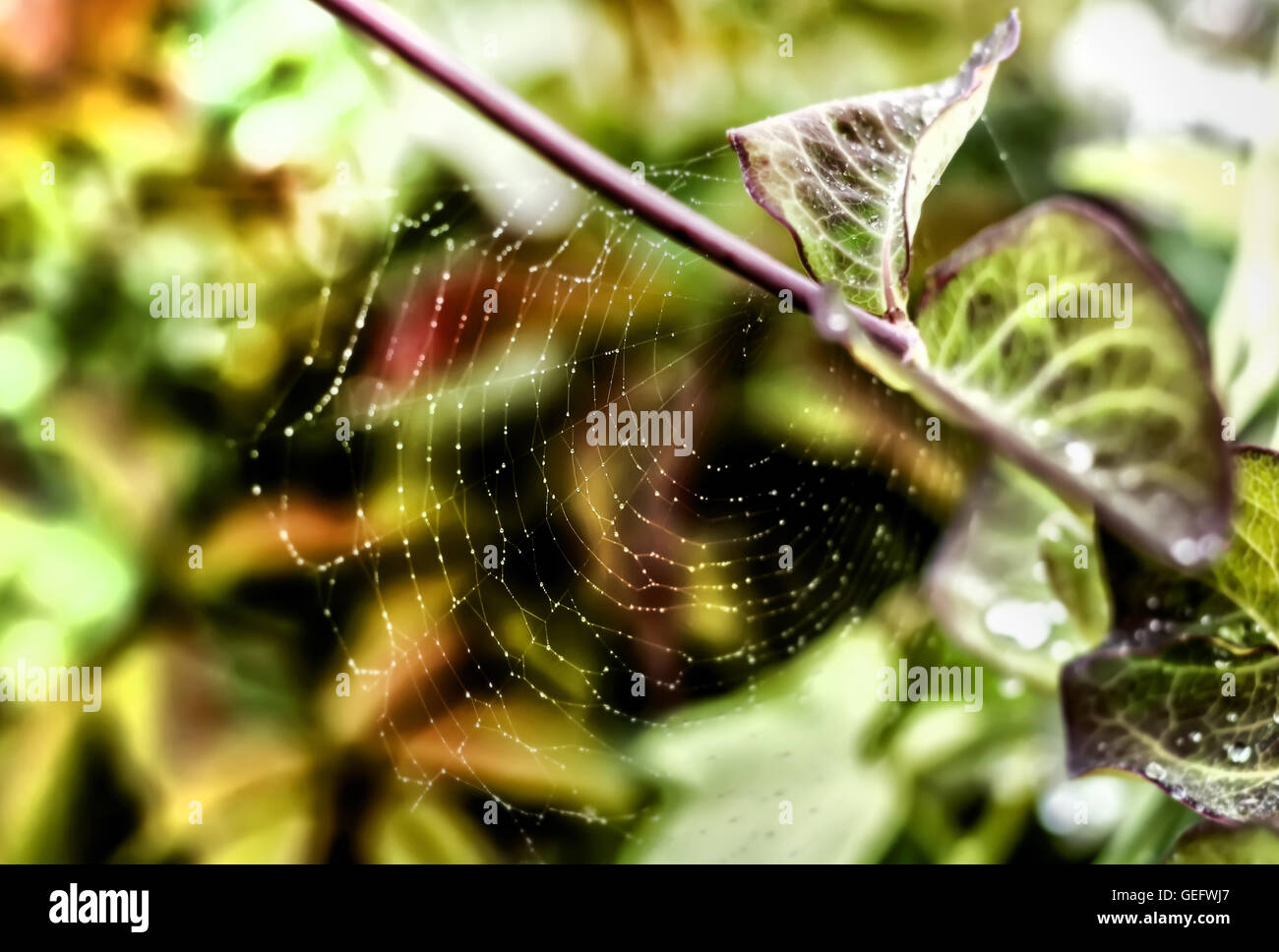 L'été multicolore Nice Spider web avec des gouttes Banque D'Images