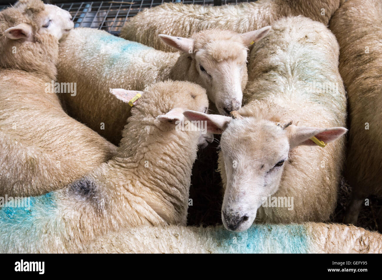 Pen, moutons, extérieur, libre, de l'agriculture, de mammifères, de ferme, village, brebis, funny, bois, élevage, rural, d'élevage, poutre, naturel, w Banque D'Images