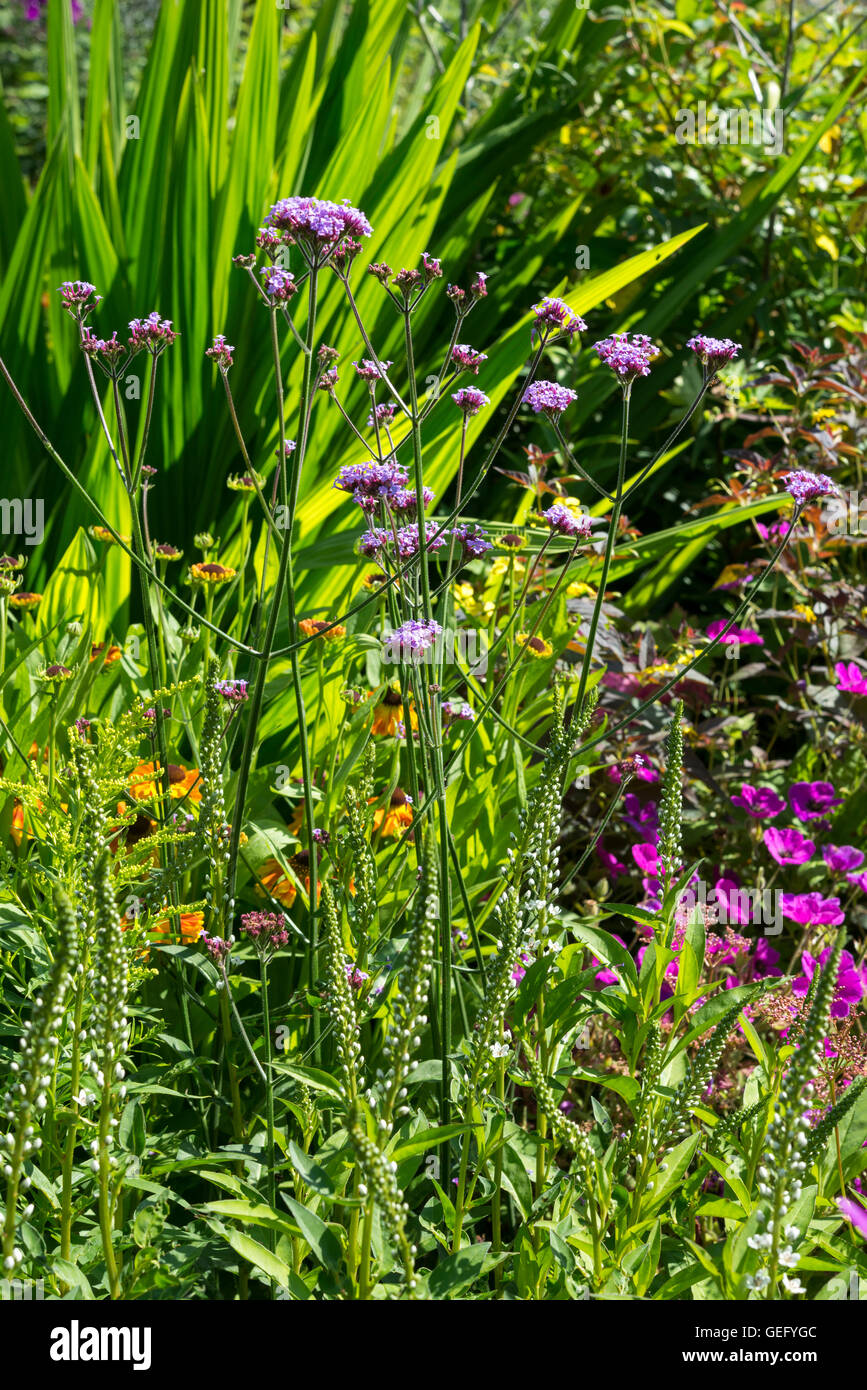 Verbena bonariensis, Lysimachia, hardy Geraniums, Helenium et Crocosmia dans un jardin anglais au milieu de l'été. Banque D'Images