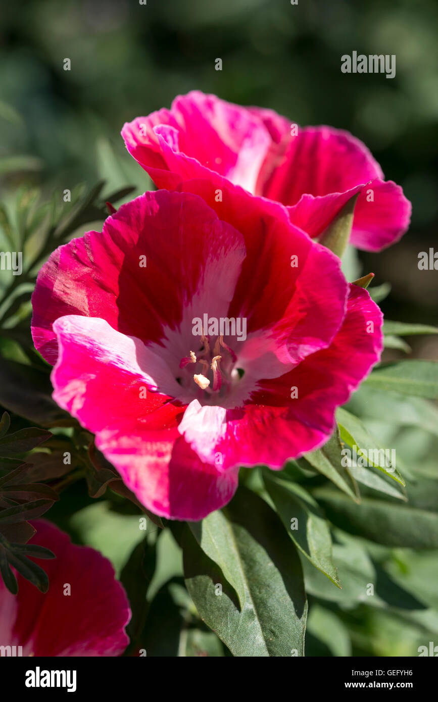 Godetia rouge fleur en close up. Chaque année une fleur dans un jardin d'été. Banque D'Images