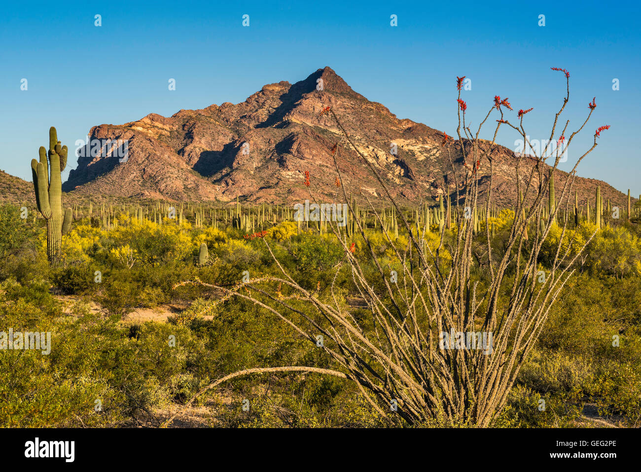 Blooming ocotillos et saguaros, Pic Pinkley, vue depuis le nord de Puerto Blanco, orgue Pipe Cactus National Monument, Arizona Banque D'Images