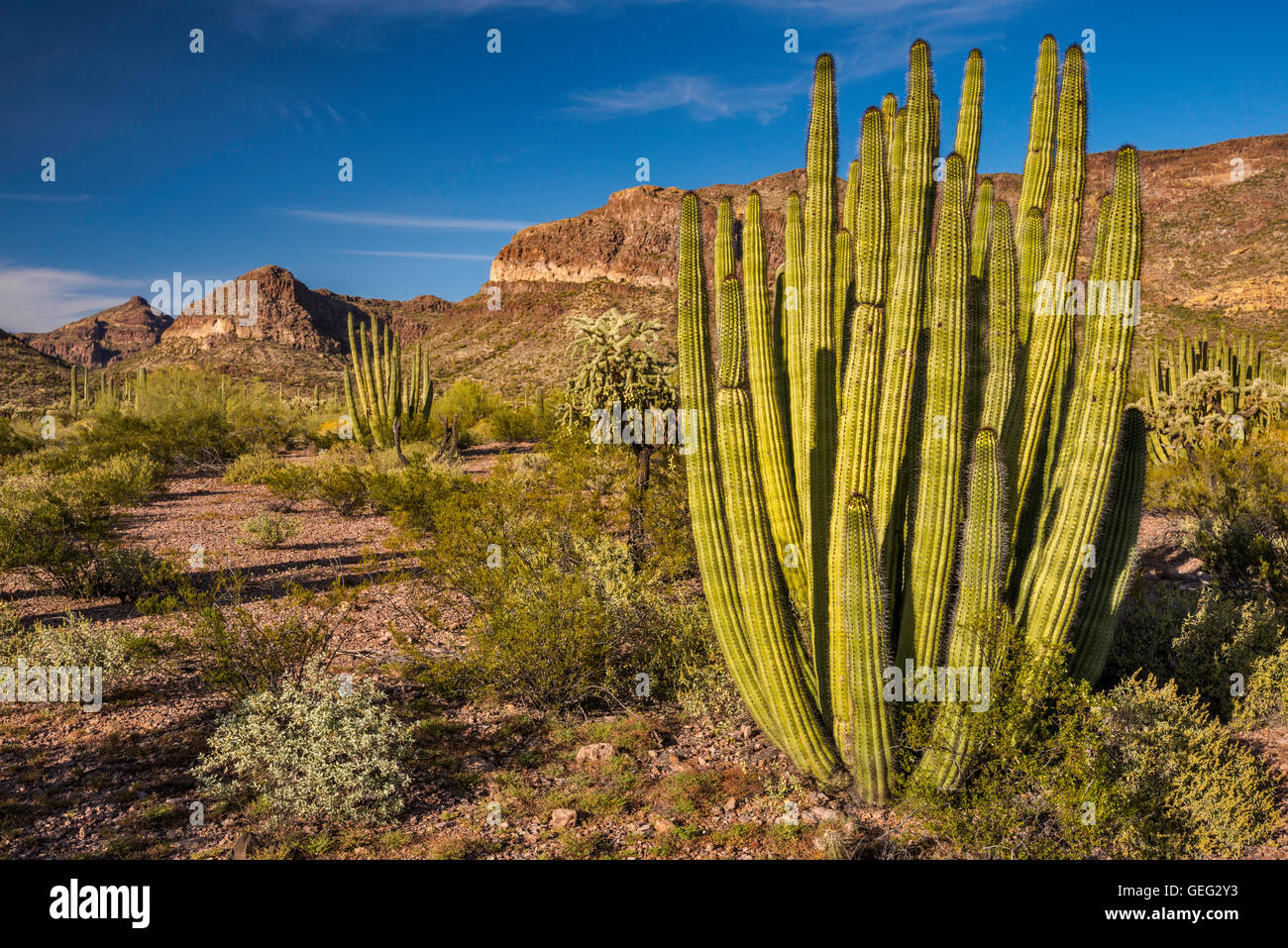 Tuyau d'orgue de barbarie, diablo montagnes derrière, ajo mountain drive, désert de Sonora, orgue pipe cactus national monument, Arizona, États-Unis Banque D'Images