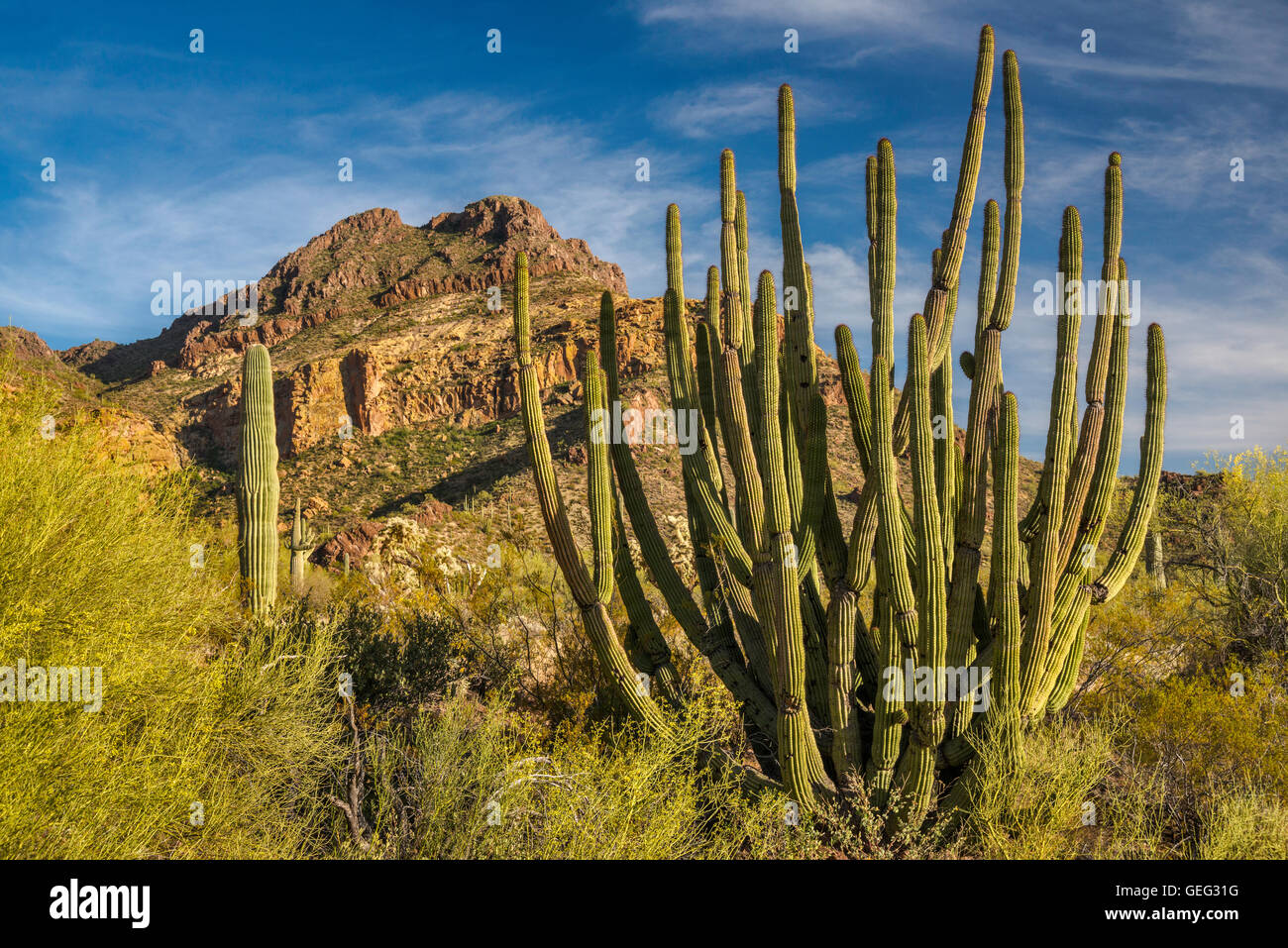 Tuyau d'orgue, saguaro cactus, Diablo Montagnes, AJO Mountain Drive, désert de Sonora, orgue Pipe Cactus National Monument, Arizona Banque D'Images