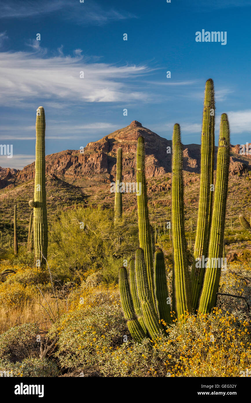 Tuyau d'orgue, saguaro cactus, ajo derrière, ajo mountain drive, désert de Sonora, orgue pipe cactus national monument, arizona Banque D'Images
