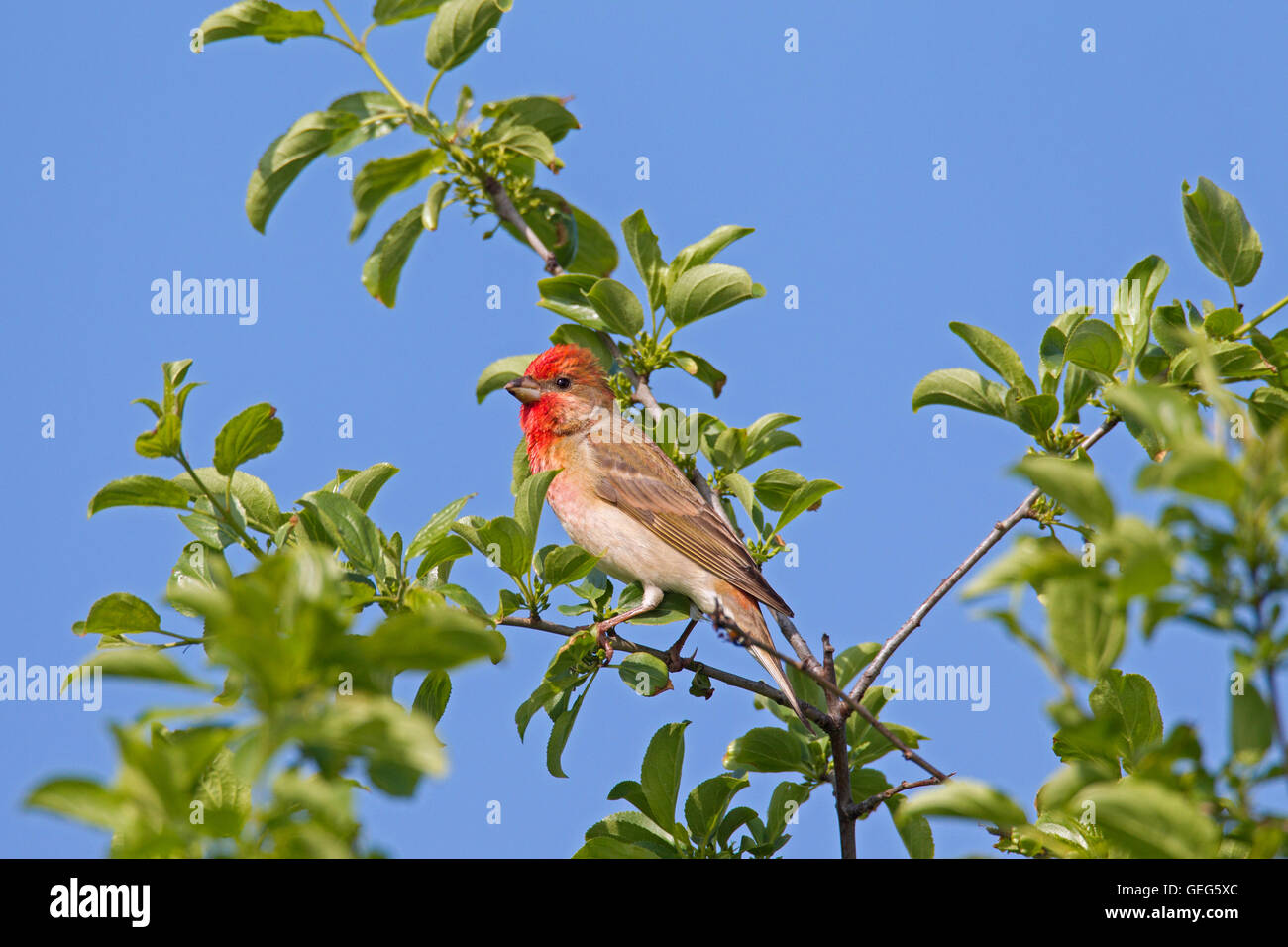 Common rosefinch / scarlet rosefinch (Carpodacus erythrinus) mâle perché dans l'arbre Banque D'Images