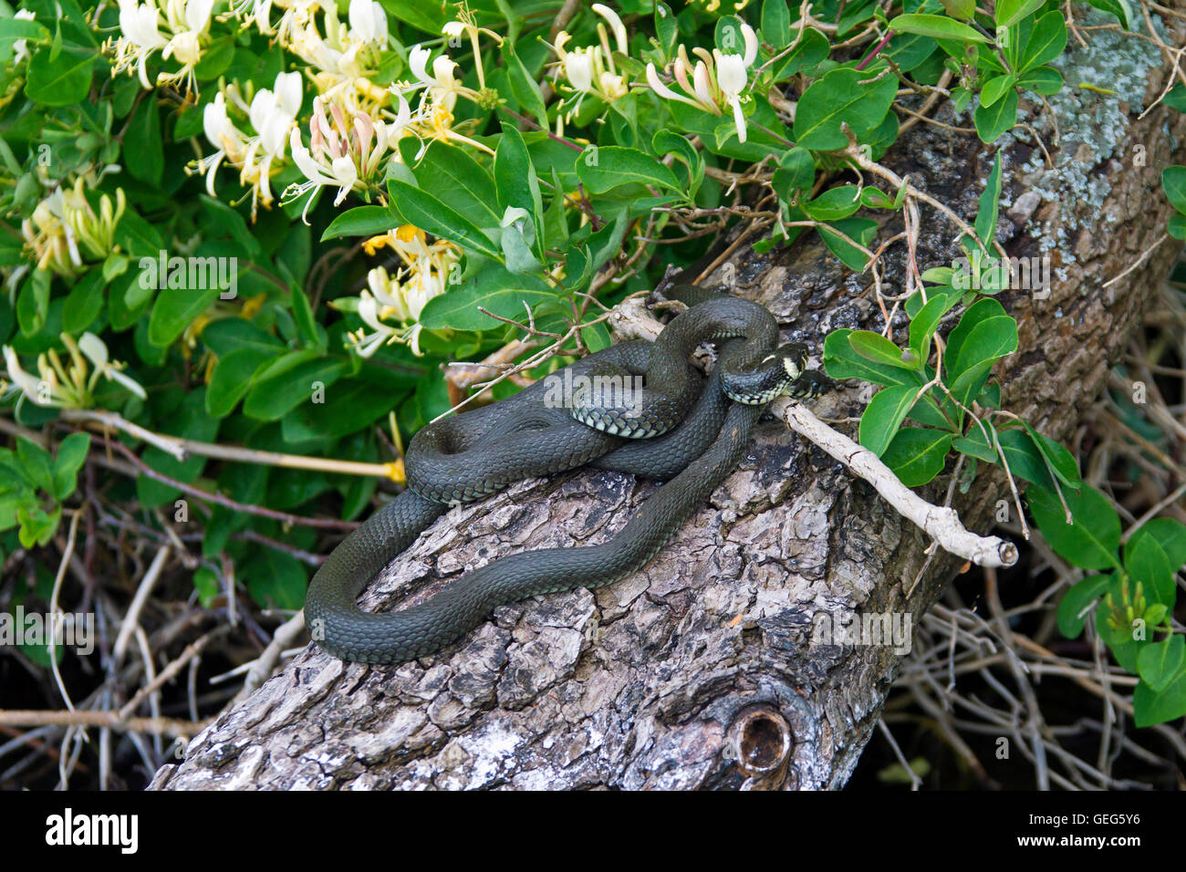 Deux couleuvres / ringed / serpent serpent d'eau (Natrix natrix) sur le tronc de l'arbre Banque D'Images